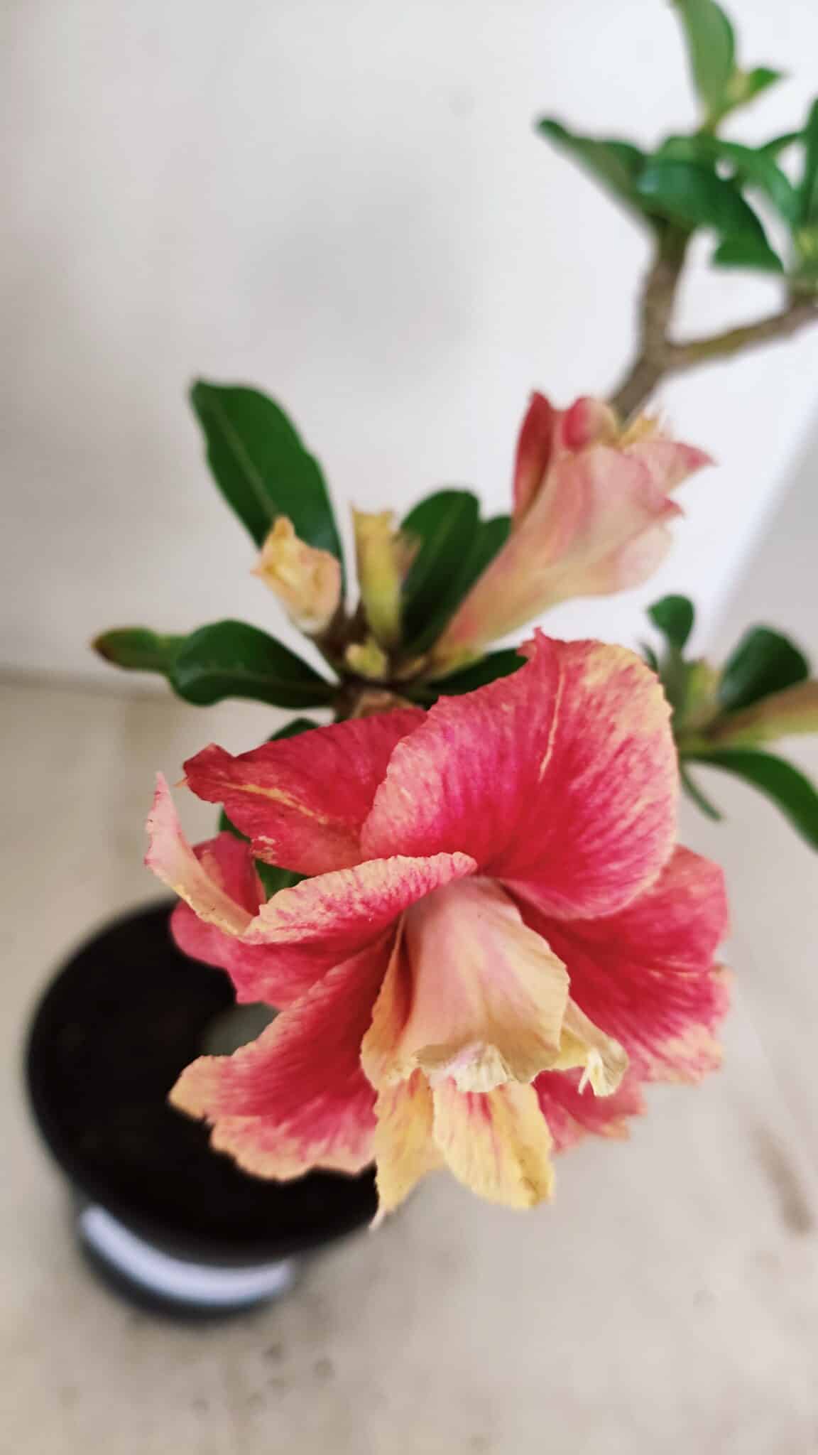 Planta Dobrada 3527 – 35cm – 03 anos - imagem 4