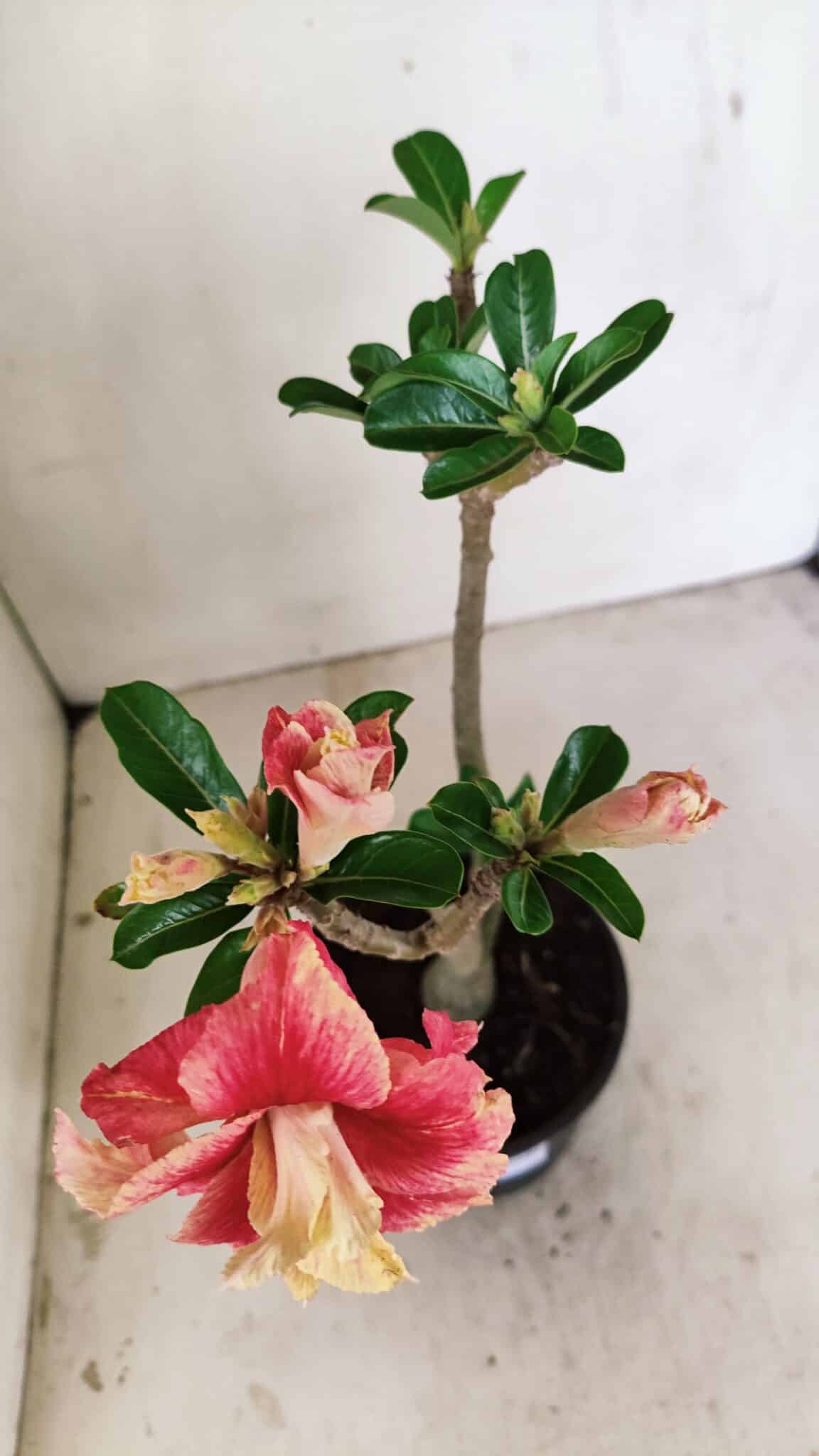 Planta Dobrada 3527 – 35cm – 03 anos - imagem 8