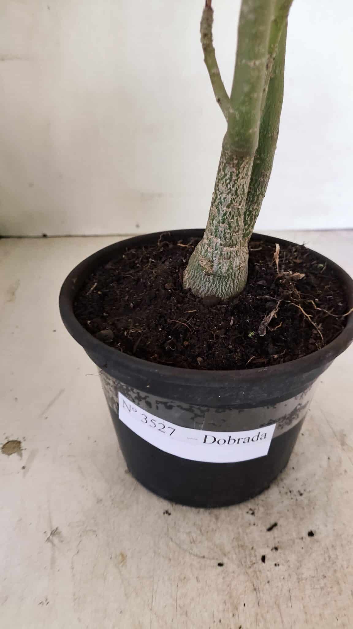 Planta Dobrada 3527 – 35cm – 03 anos - imagem 7