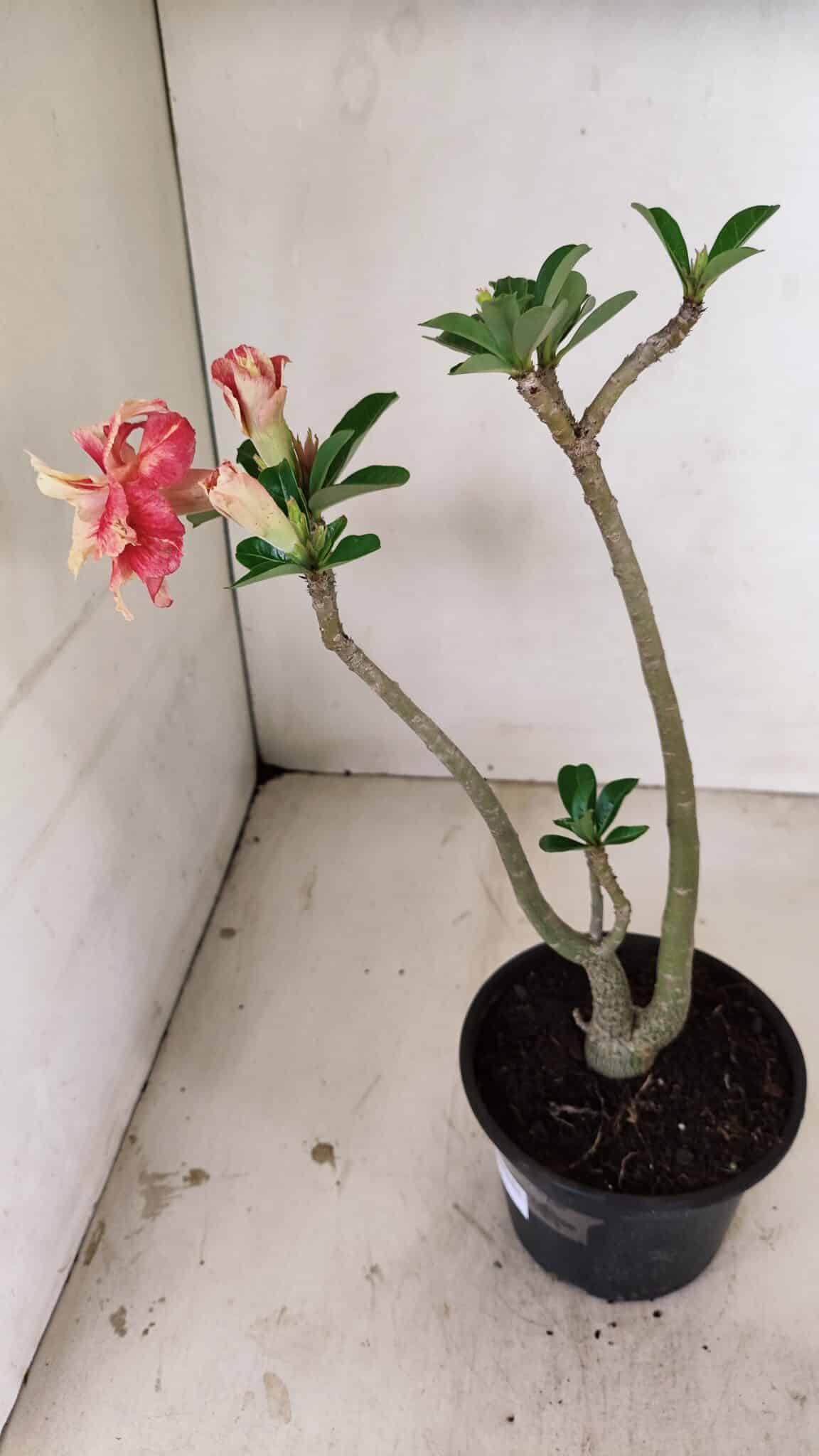 Planta Dobrada 3527 – 35cm – 03 anos - imagem 6