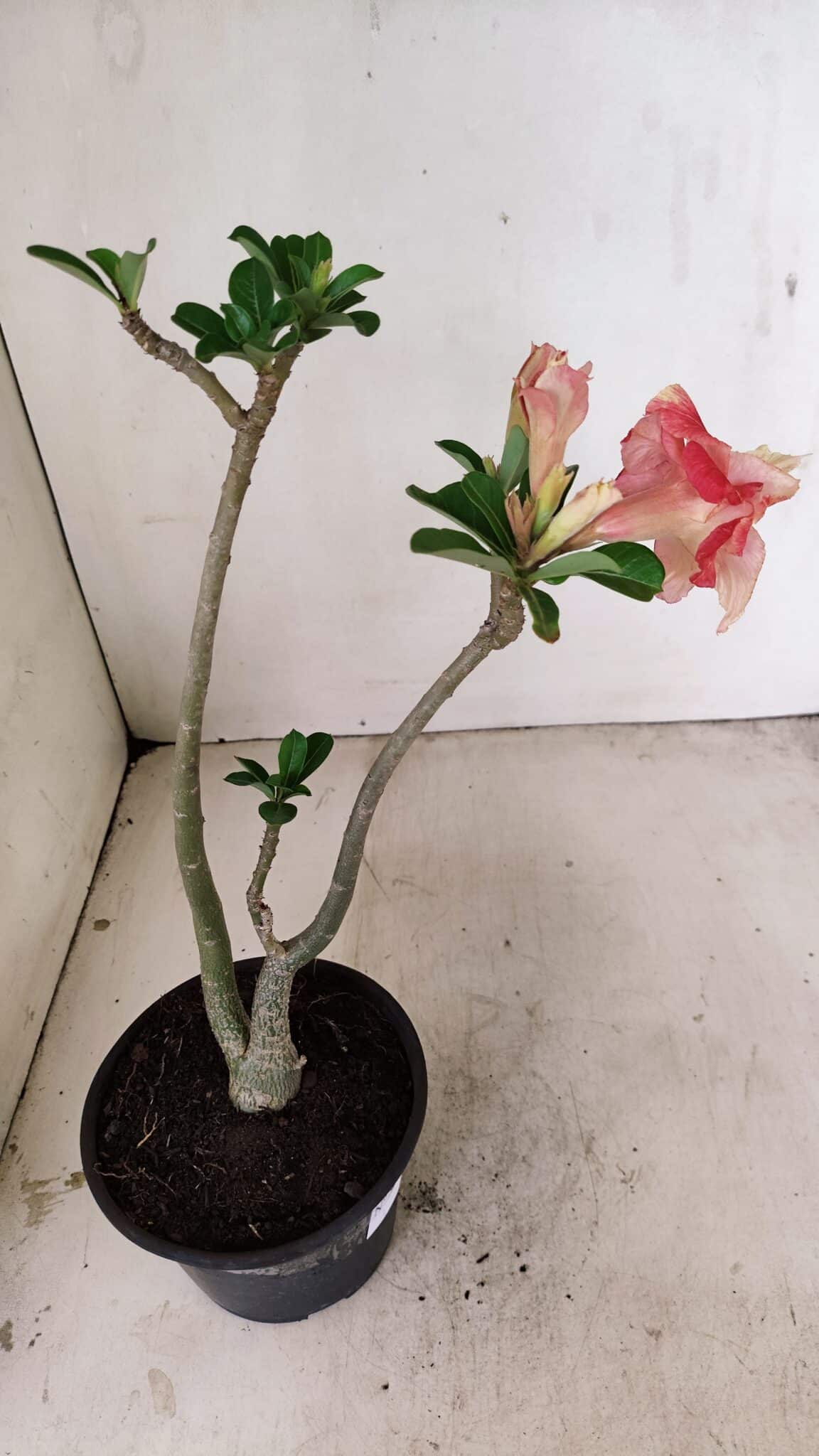 Planta Dobrada 3527 – 35cm – 03 anos - imagem 5