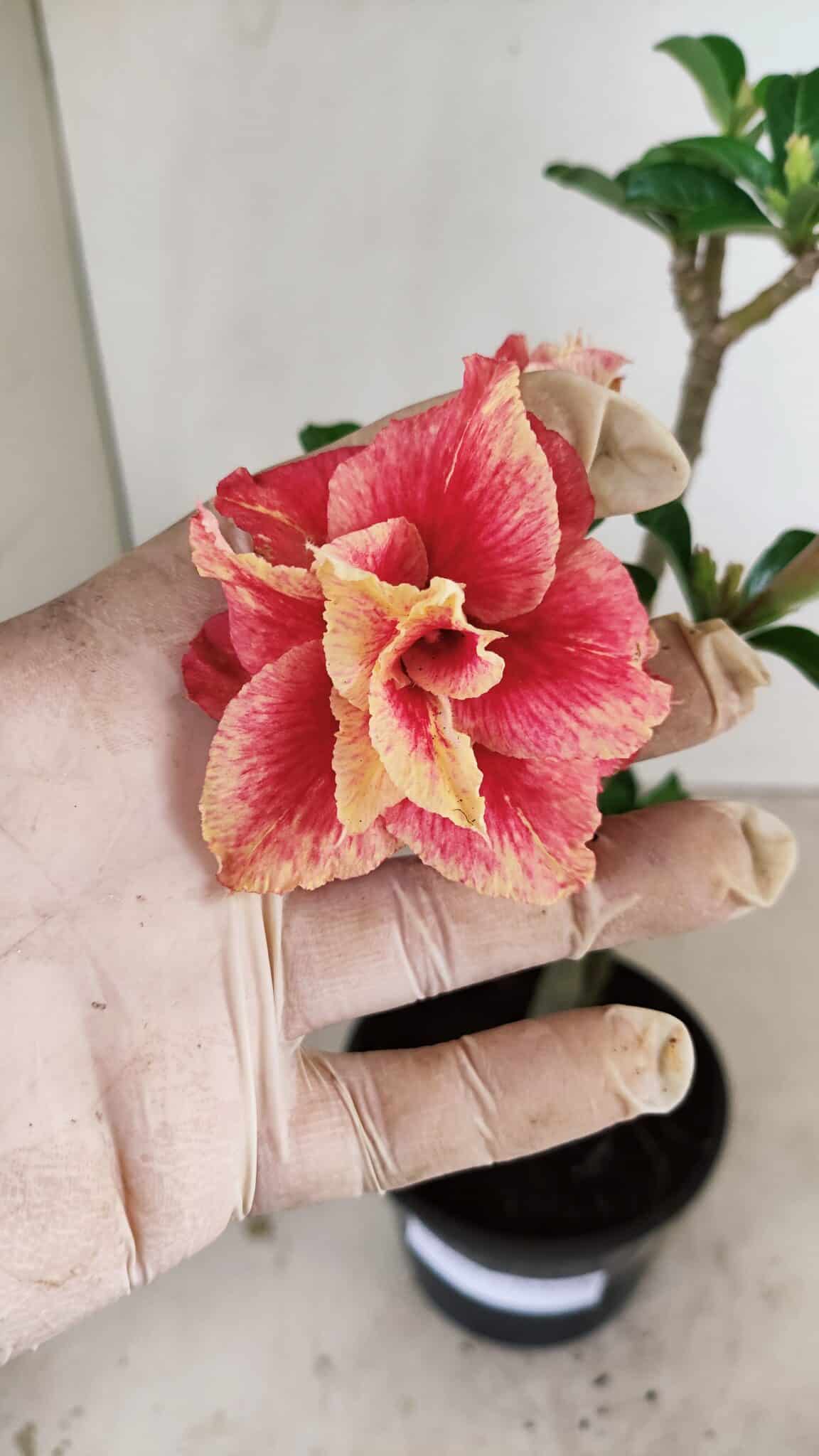 Planta Dobrada 3527 – 35cm – 03 anos - imagem 3