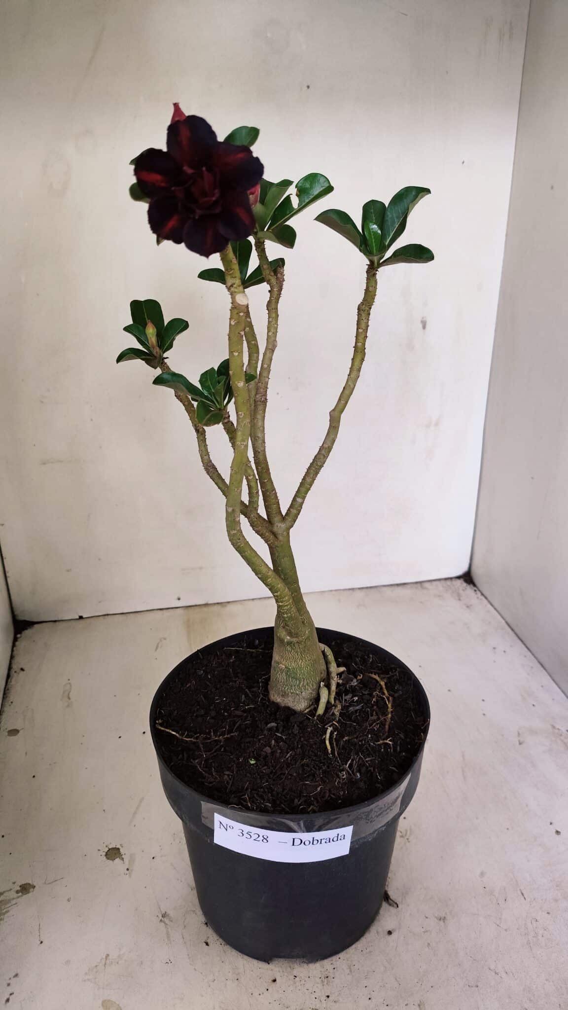 Planta Dobrada 3528 – 35cm – 03 anos - foto 2