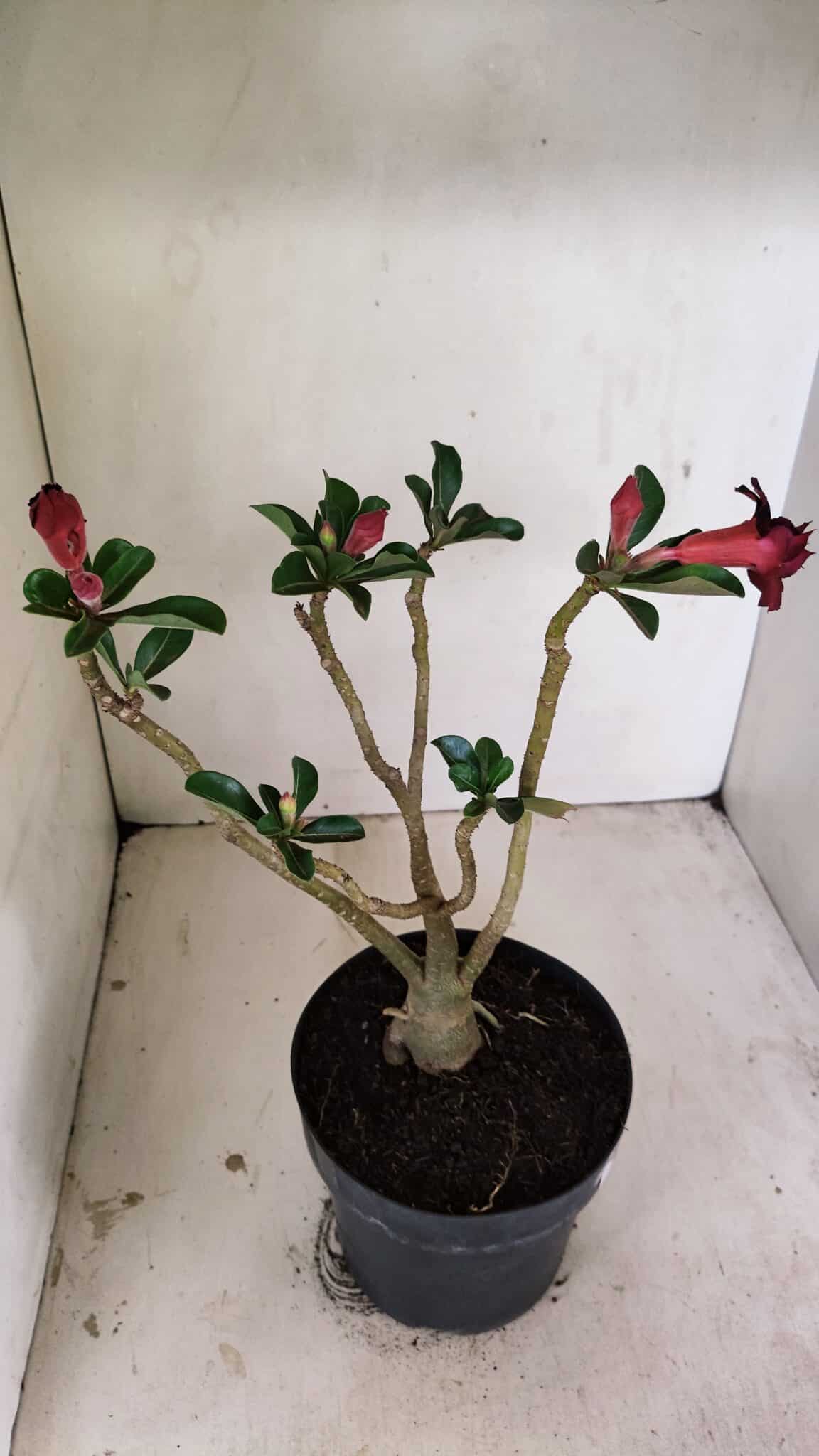 Planta Dobrada 3528 – 35cm – 03 anos - foto 5