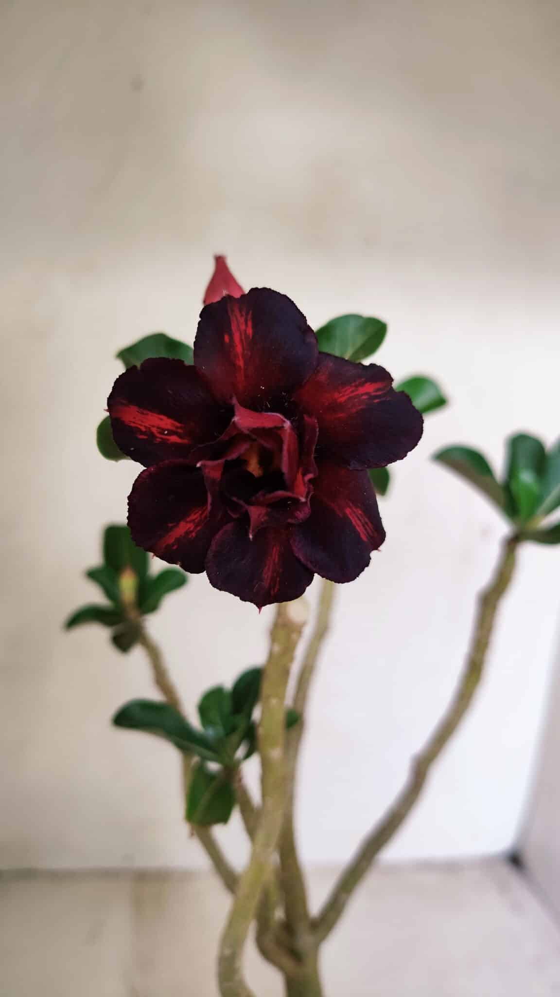 Planta Dobrada 3528 – 35cm – 03 anos - foto 4