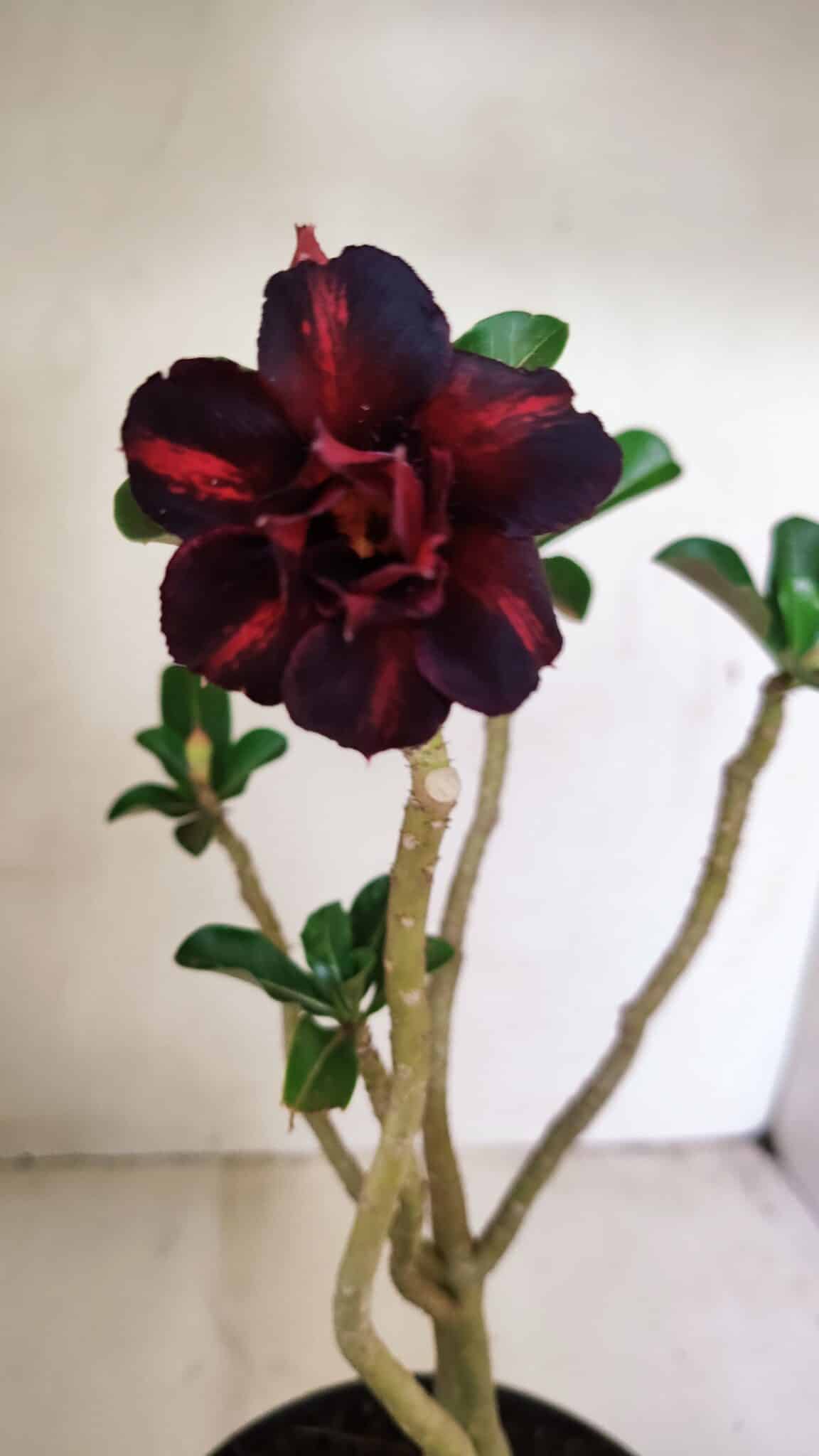 Planta Dobrada 3528 – 35cm – 03 anos - foto 6