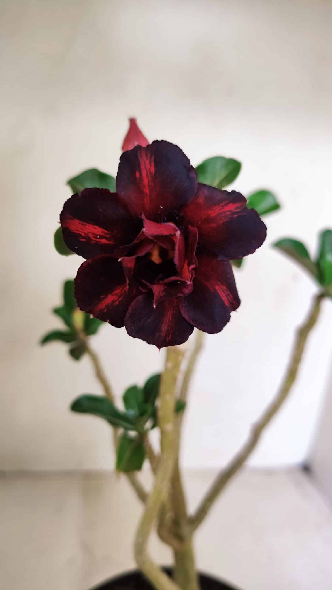 Planta Dobrada 3528 – 35cm – 03 anos - foto 3