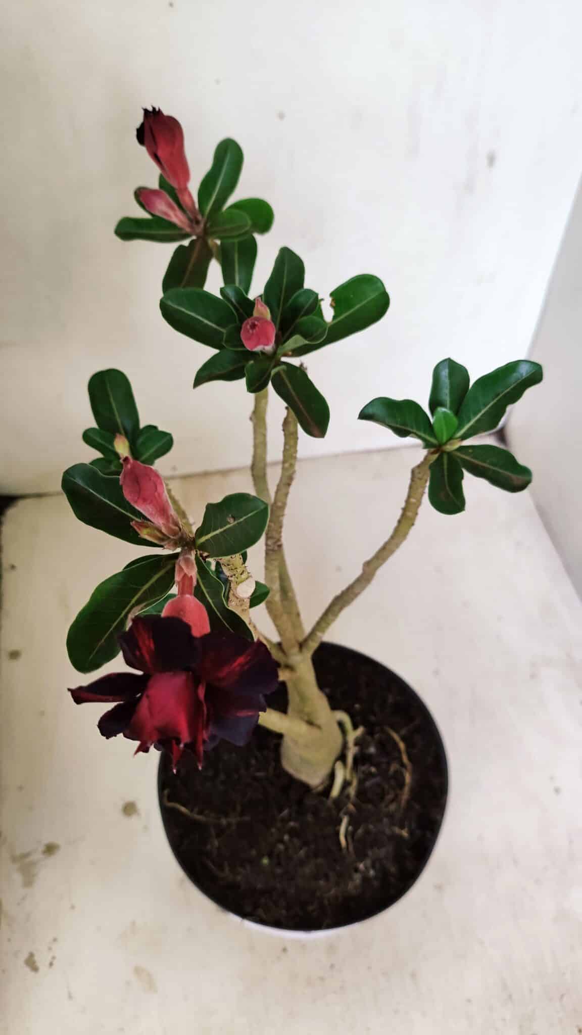 Planta Dobrada 3528 – 35cm – 03 anos - foto 9