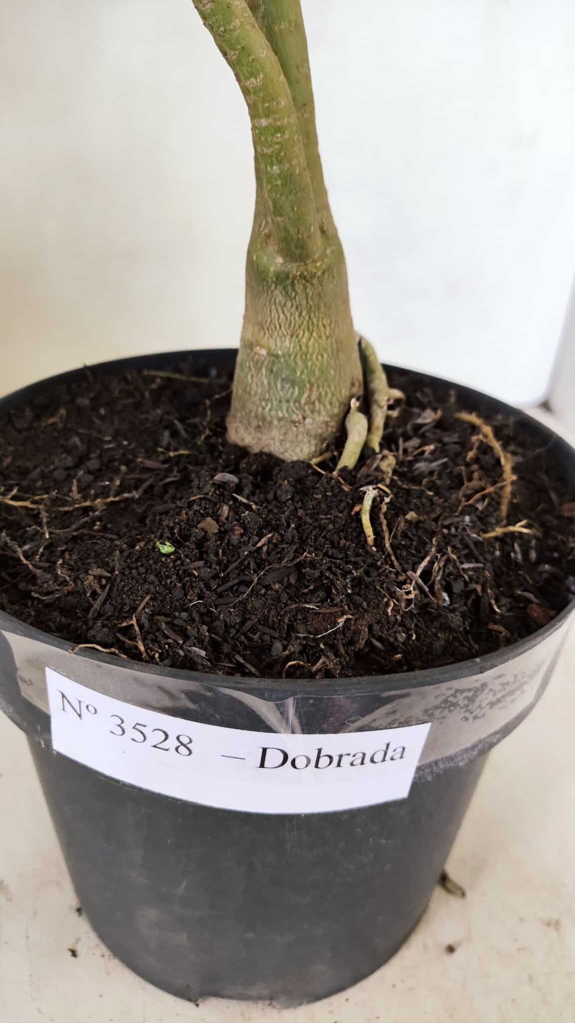 Planta Dobrada 3528 – 35cm – 03 anos - foto 8