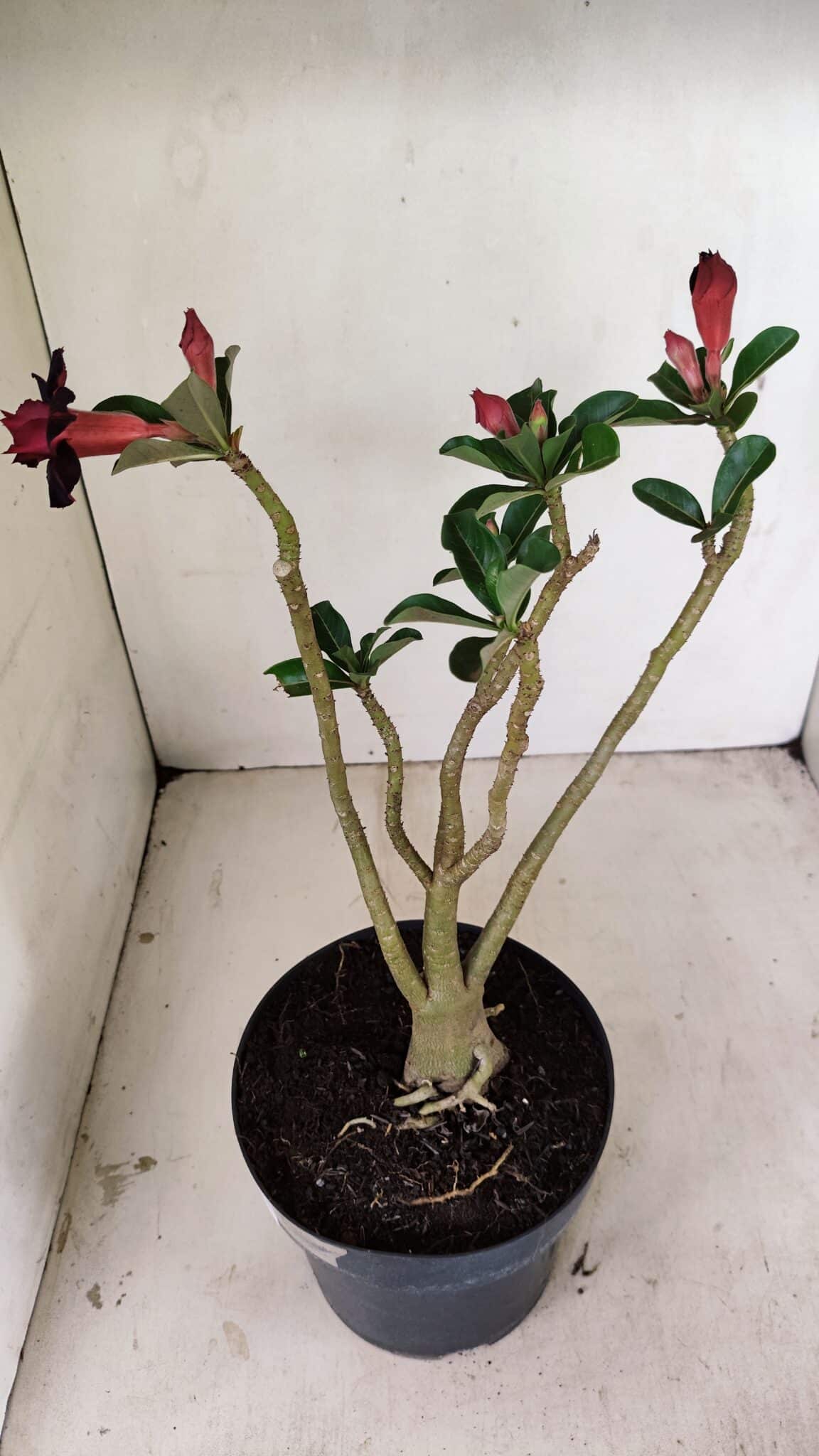 Planta Dobrada 3528 – 35cm – 03 anos - foto 7