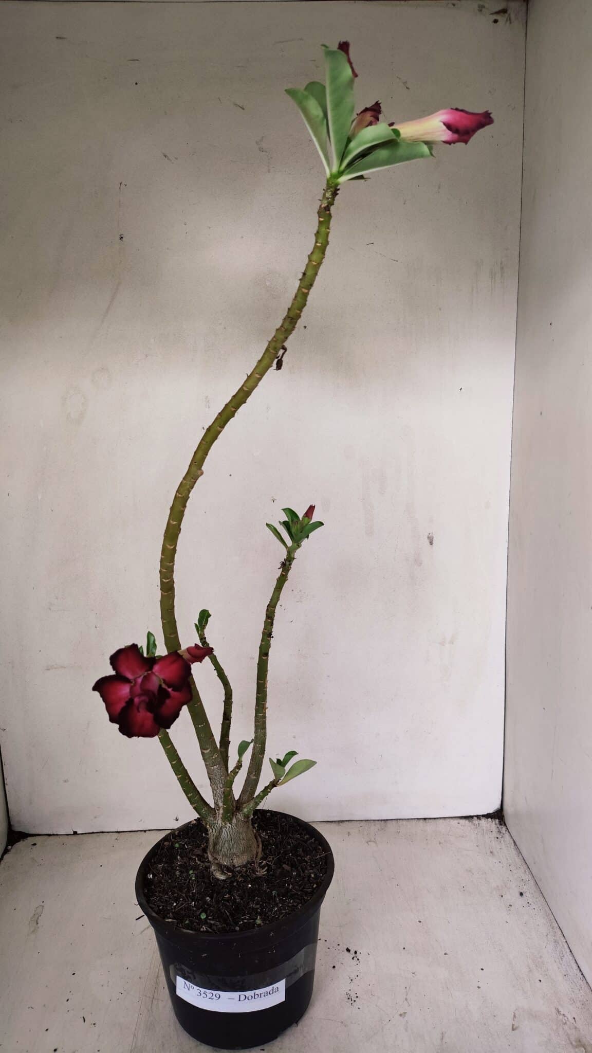 Planta Dobrada 3529 – 35cm – 03 anos - foto 2