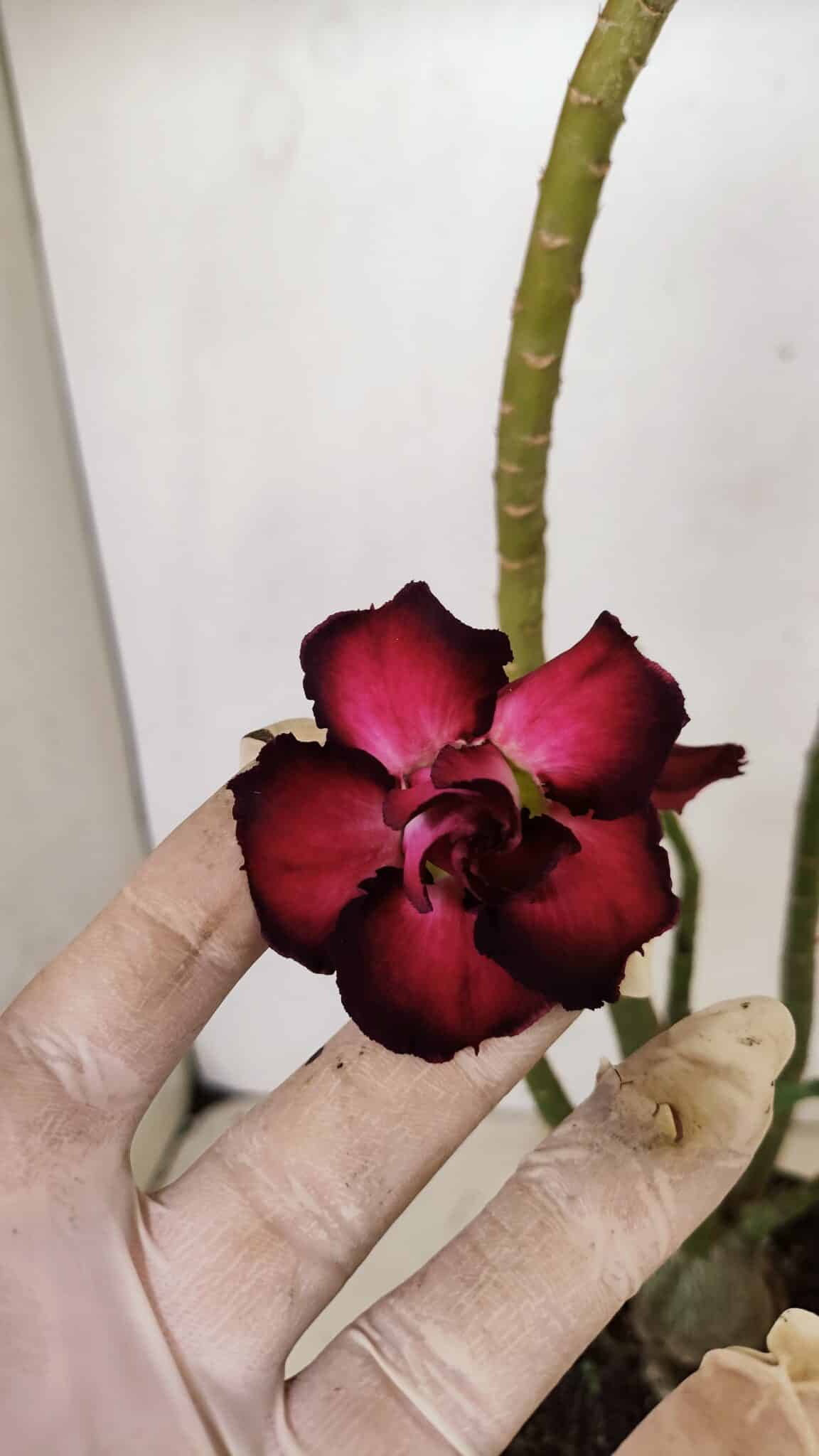 Planta Dobrada 3529 – 35cm – 03 anos - foto 3