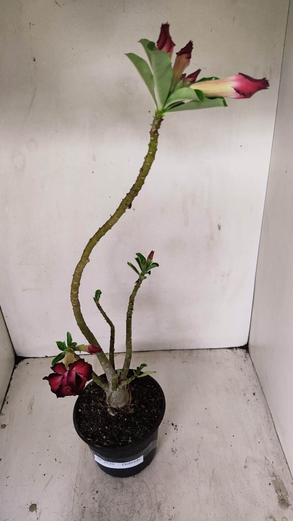 Planta Dobrada 3529 – 35cm – 03 anos - foto 7