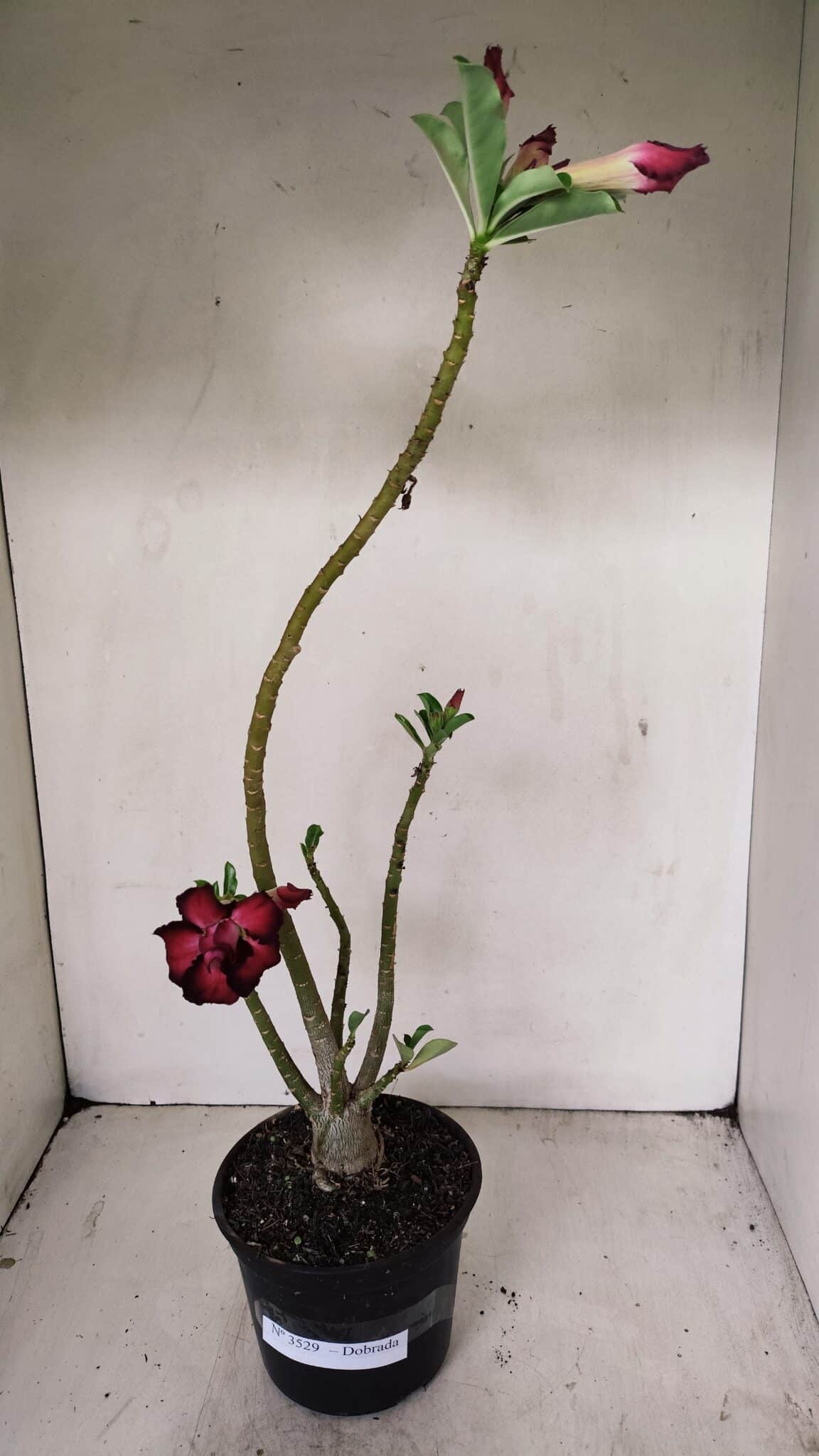 Planta Dobrada 3529 – 35cm – 03 anos - foto 6