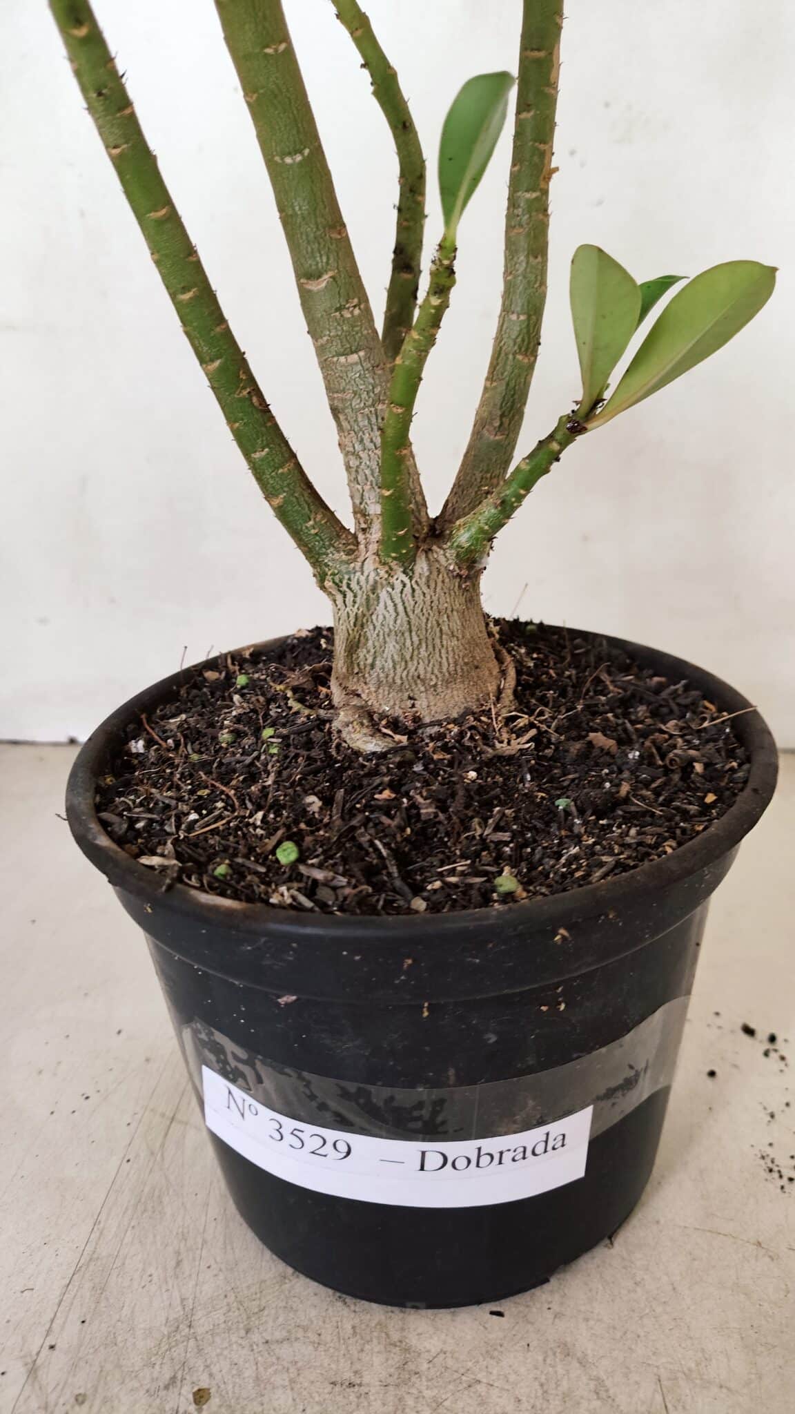 Planta Dobrada 3529 – 35cm – 03 anos - foto 5