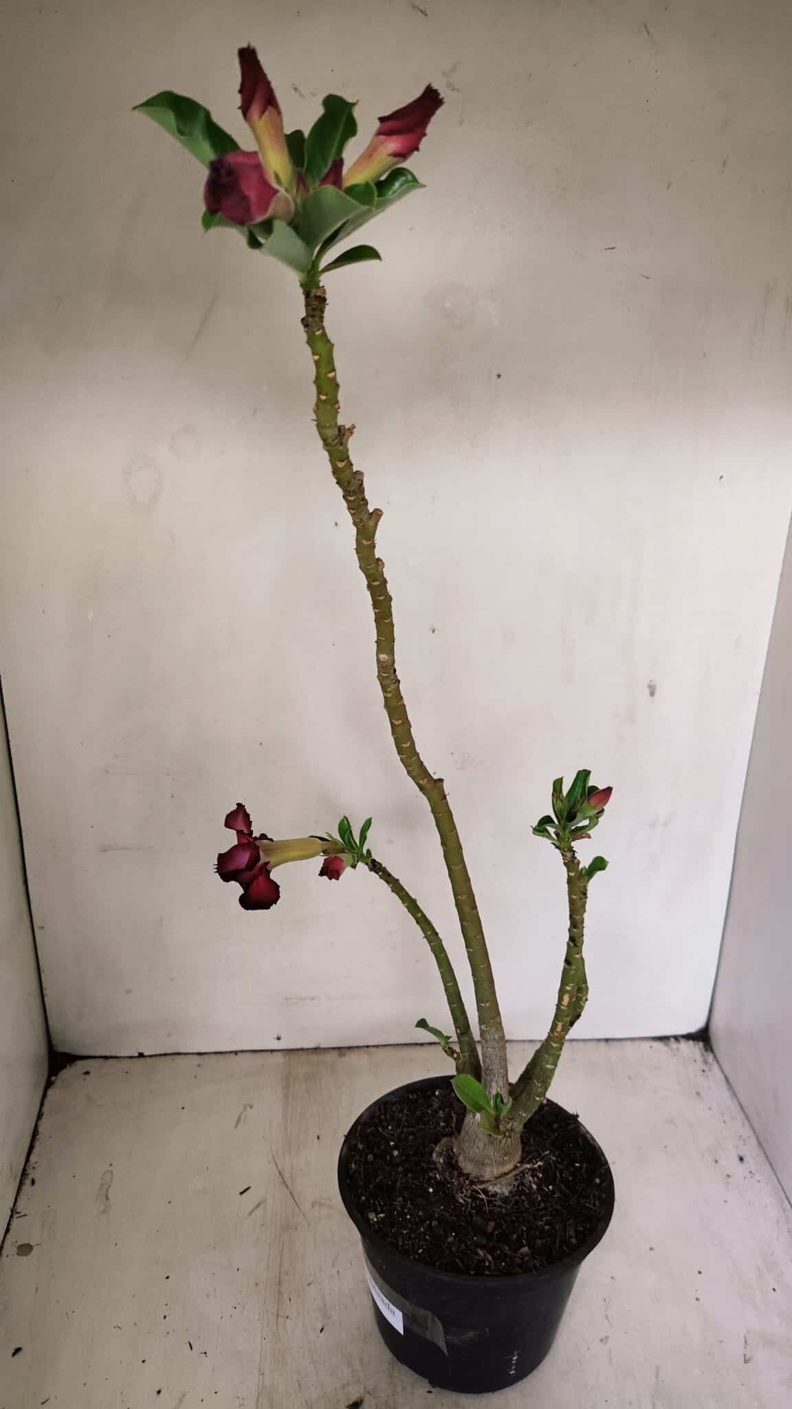 Planta Dobrada 3529 – 35cm – 03 anos - foto 4