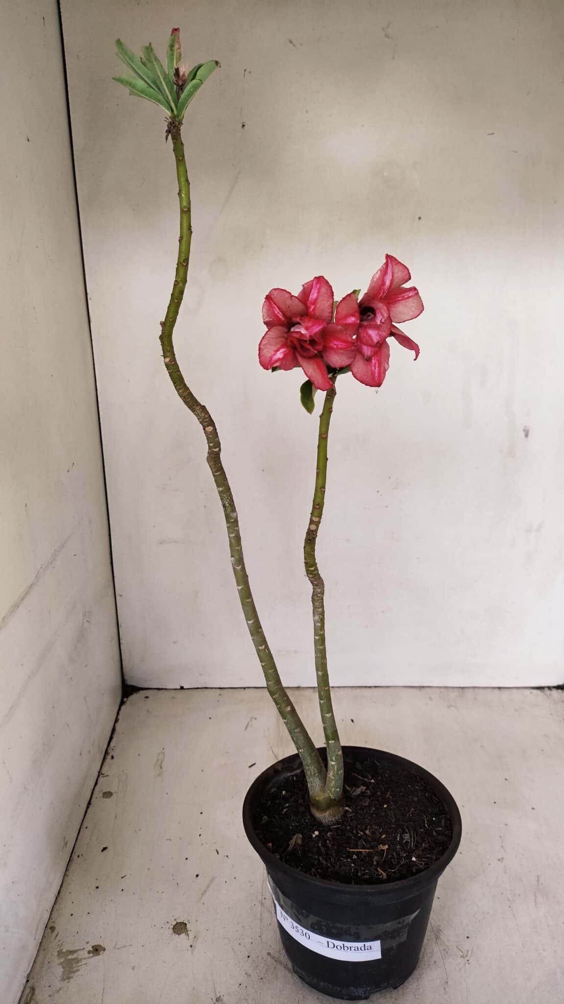 Planta Dobrada 3530 – 30cm – 02 anos - foto 2