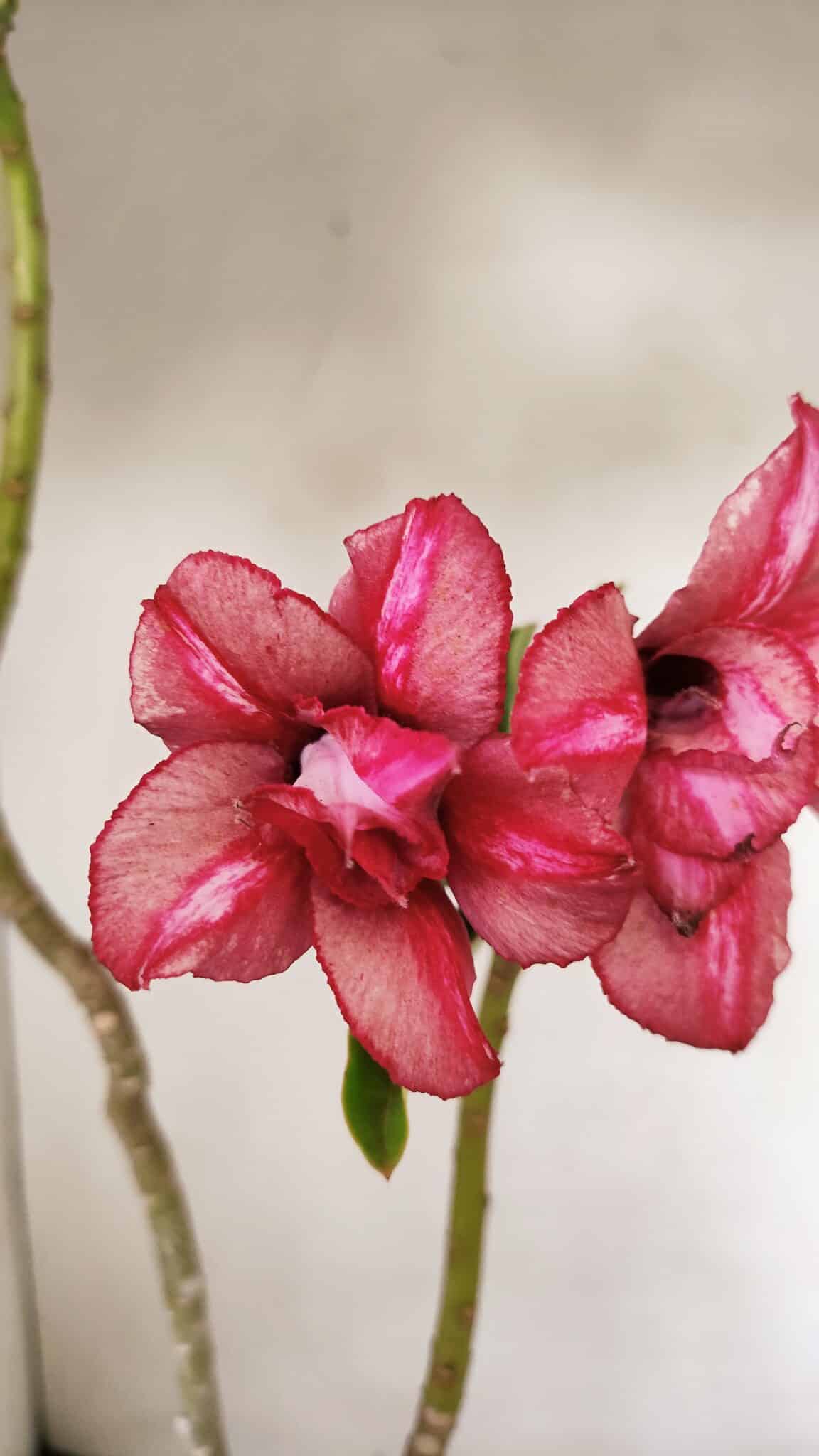 Planta Dobrada 3530 – 30cm – 02 anos - foto 3