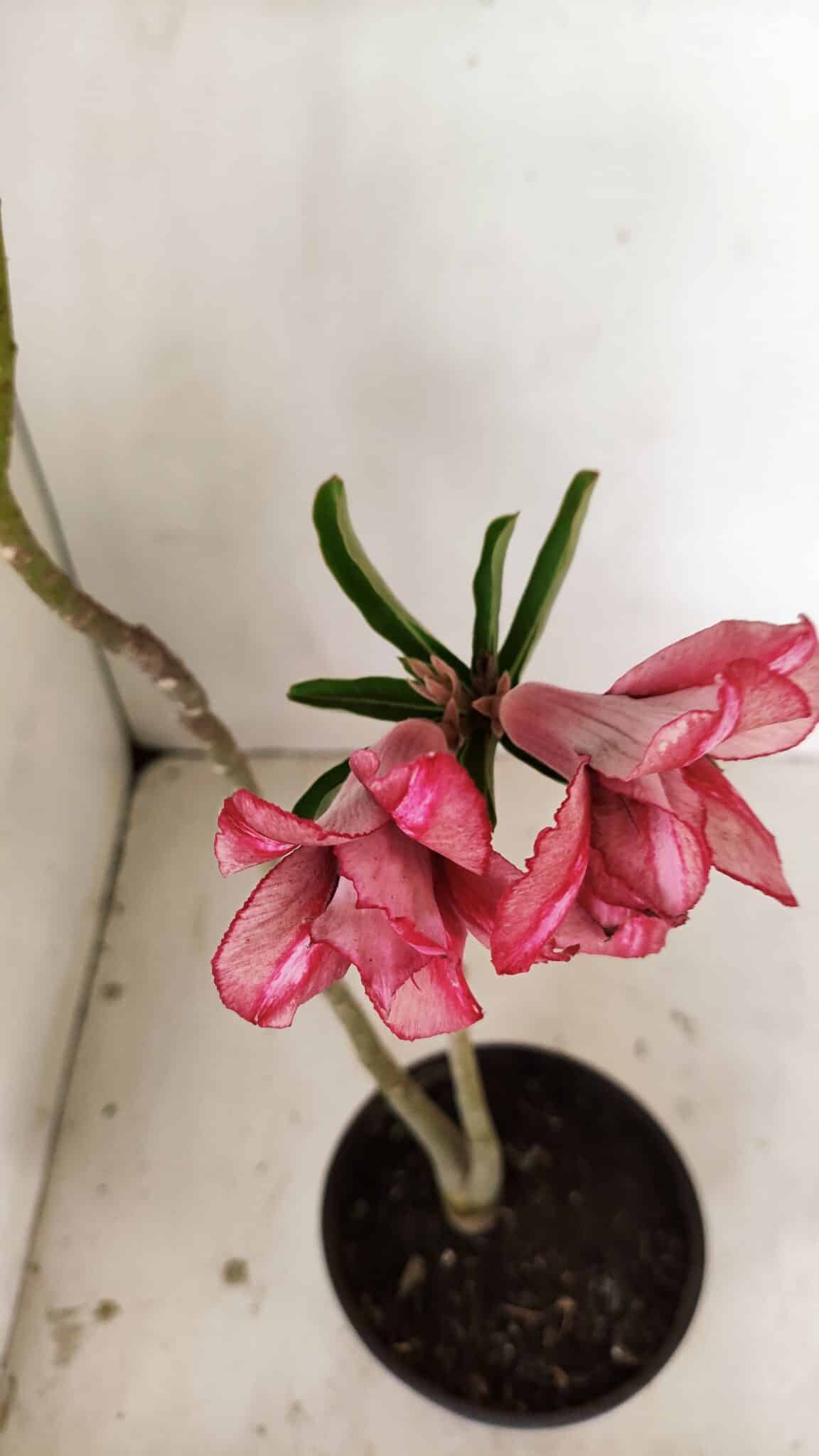 Planta Dobrada 3530 – 30cm – 02 anos - foto 4