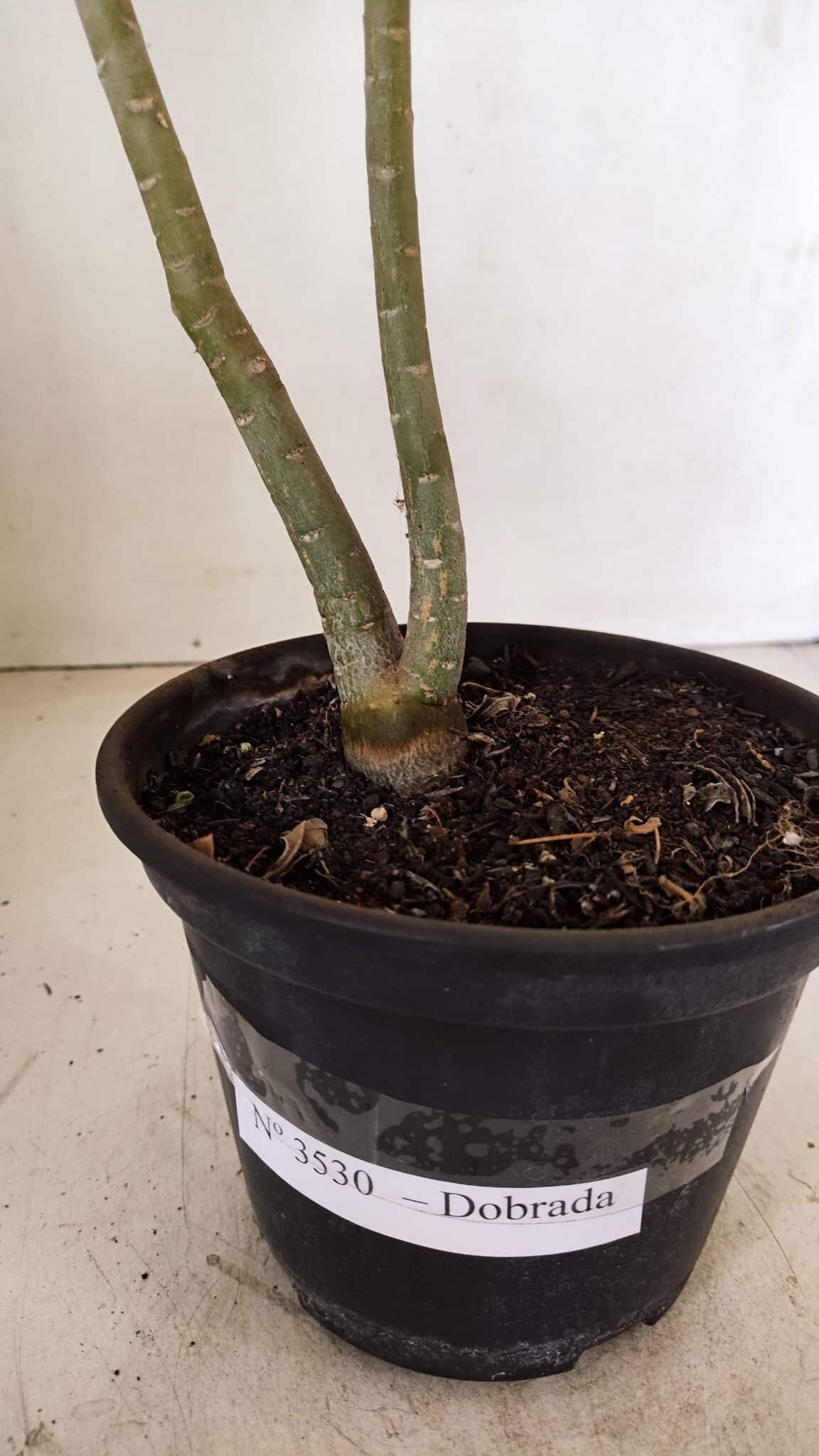 Planta Dobrada 3530 – 30cm – 02 anos - foto 9