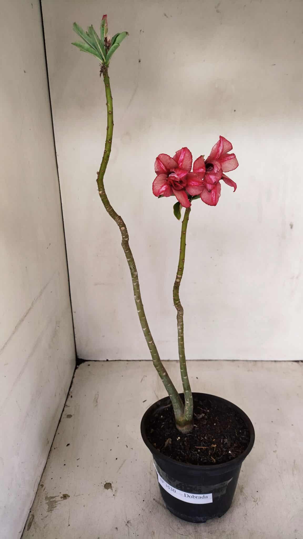 Planta Dobrada 3530 – 30cm – 02 anos - foto 8