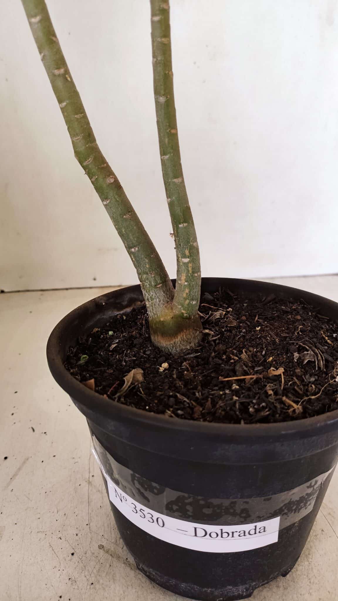 Planta Dobrada 3530 – 30cm – 02 anos - foto 7