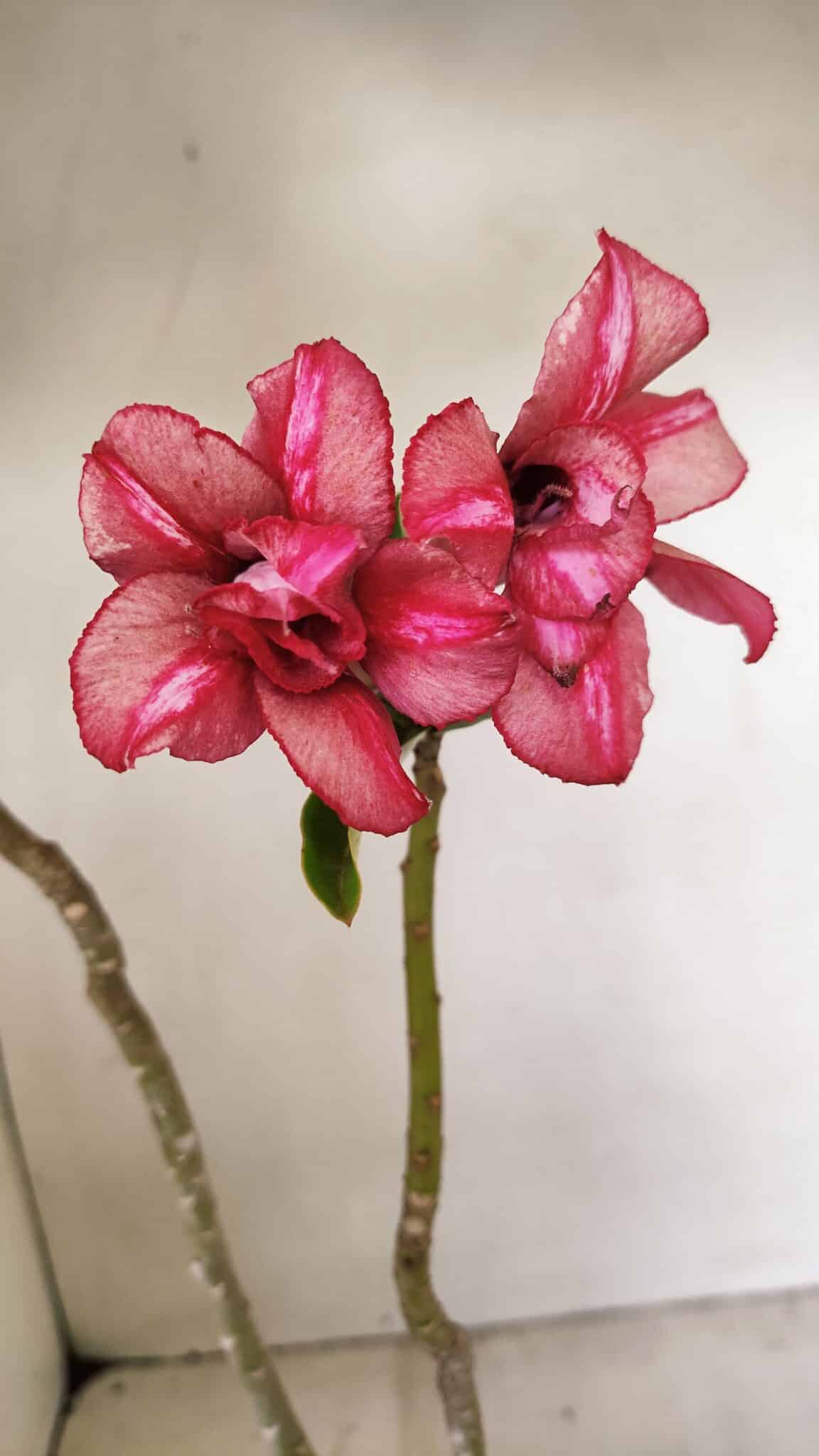 Planta Dobrada 3530 – 30cm – 02 anos - foto 6