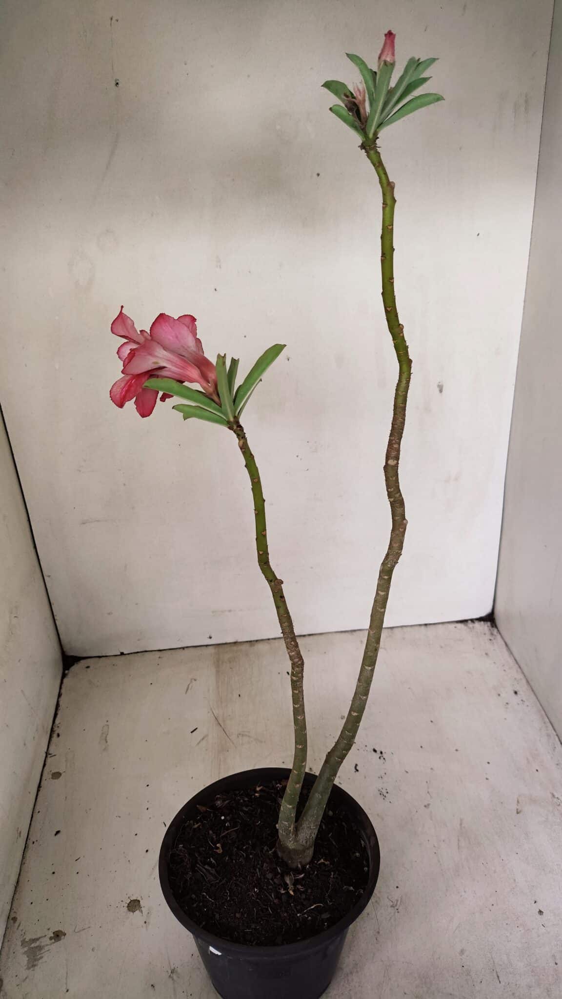 Planta Dobrada 3530 – 30cm – 02 anos - foto 5