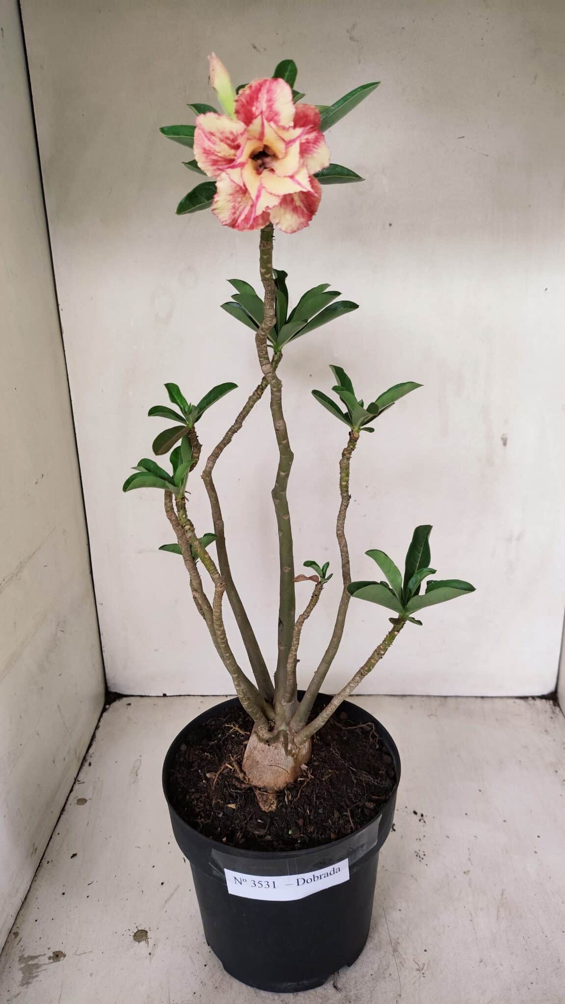 Planta Dobrada 3531 – 45cm – 03 anos - foto 2