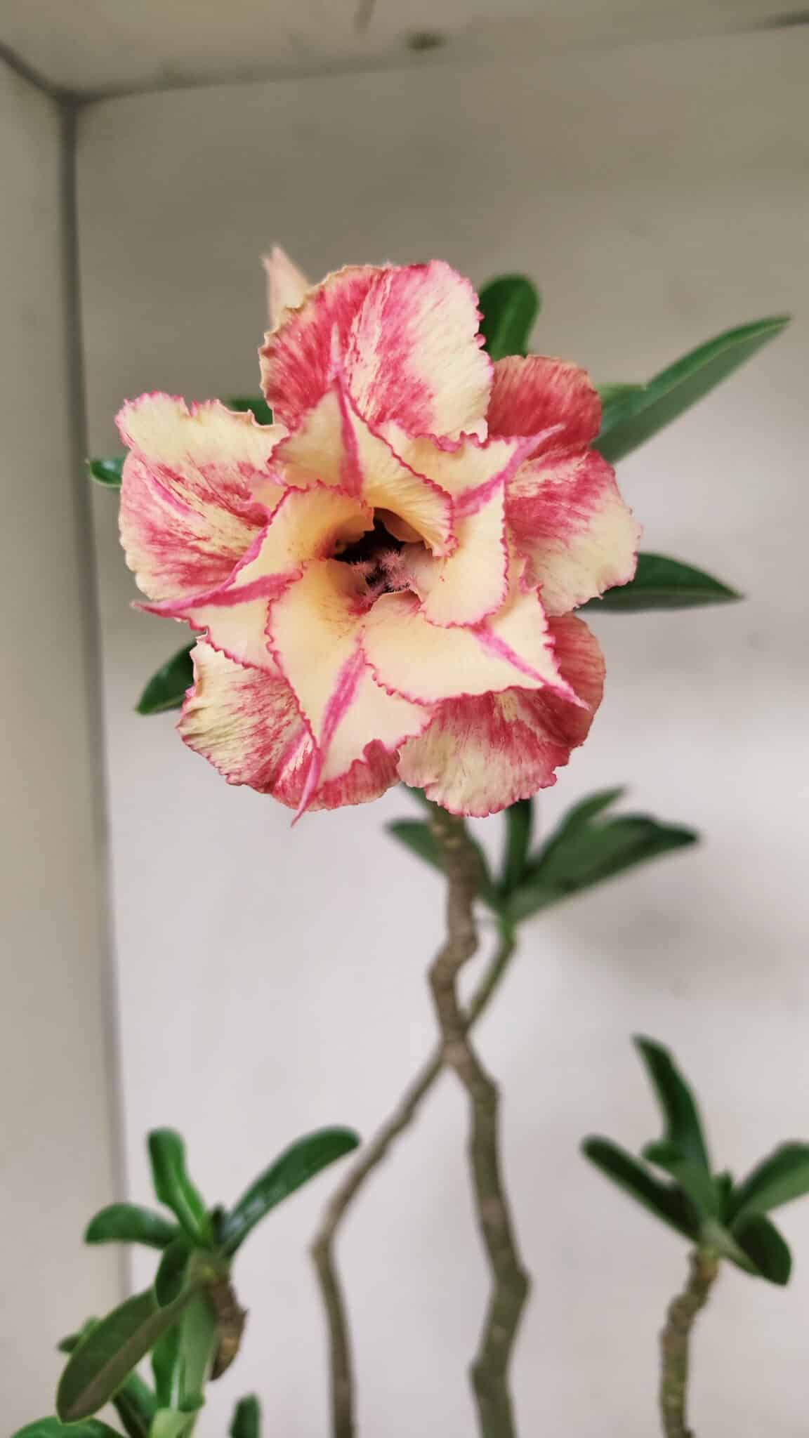 Planta Dobrada 3531 – 45cm – 03 anos - foto 8