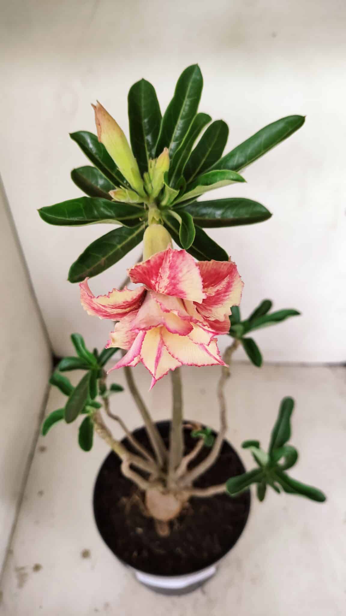 Planta Dobrada 3531 – 45cm – 03 anos - foto 4