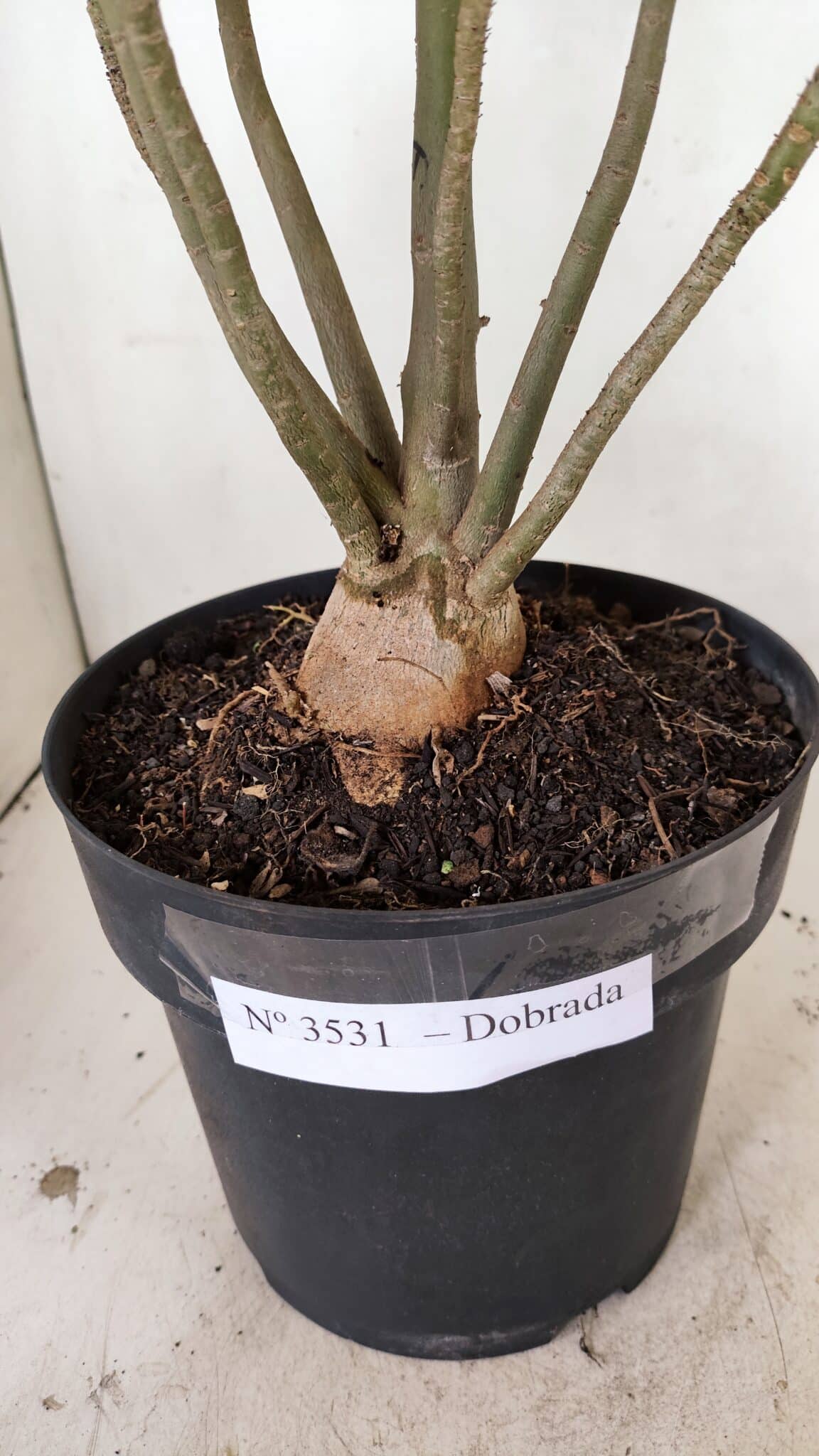 Planta Dobrada 3531 – 45cm – 03 anos - foto 7