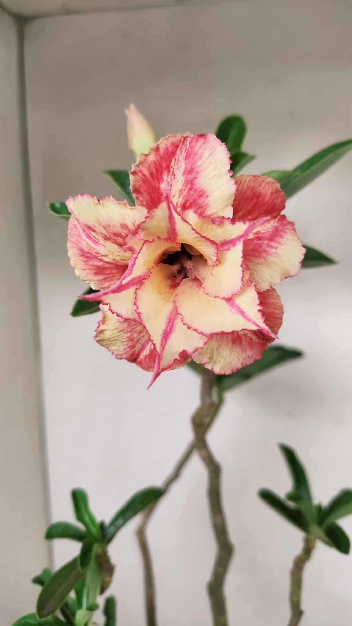 Planta Dobrada 3531 – 45cm – 03 anos - foto 3
