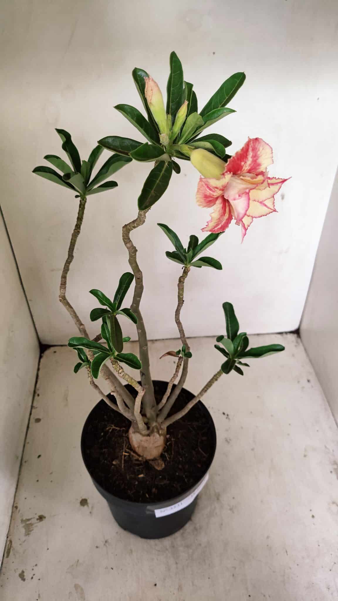 Planta Dobrada 3531 – 45cm – 03 anos - foto 6