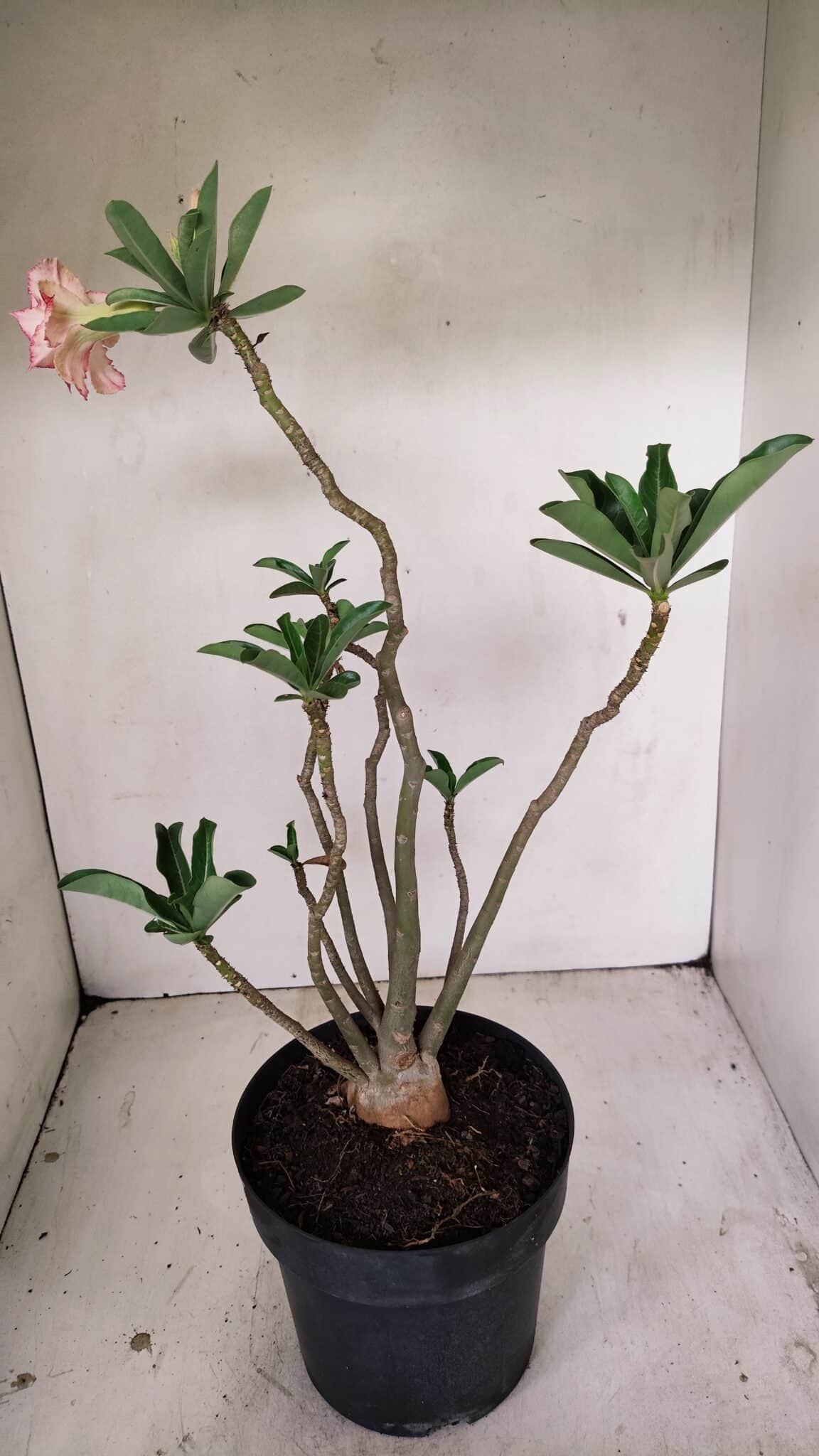 Planta Dobrada 3531 – 45cm – 03 anos - foto 5
