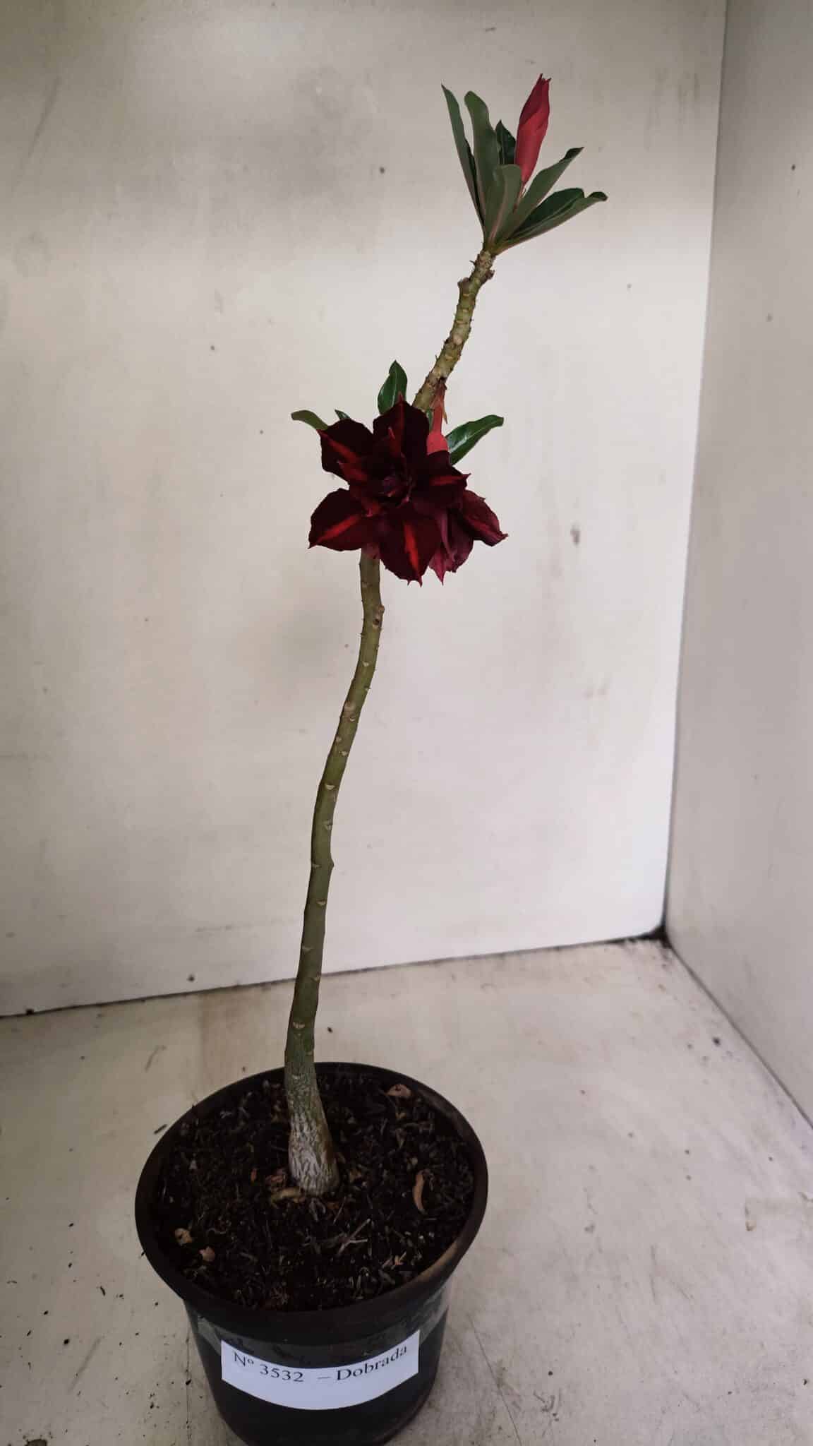 Planta Dobrada 3532 – 30cm – 02 anos - foto 2