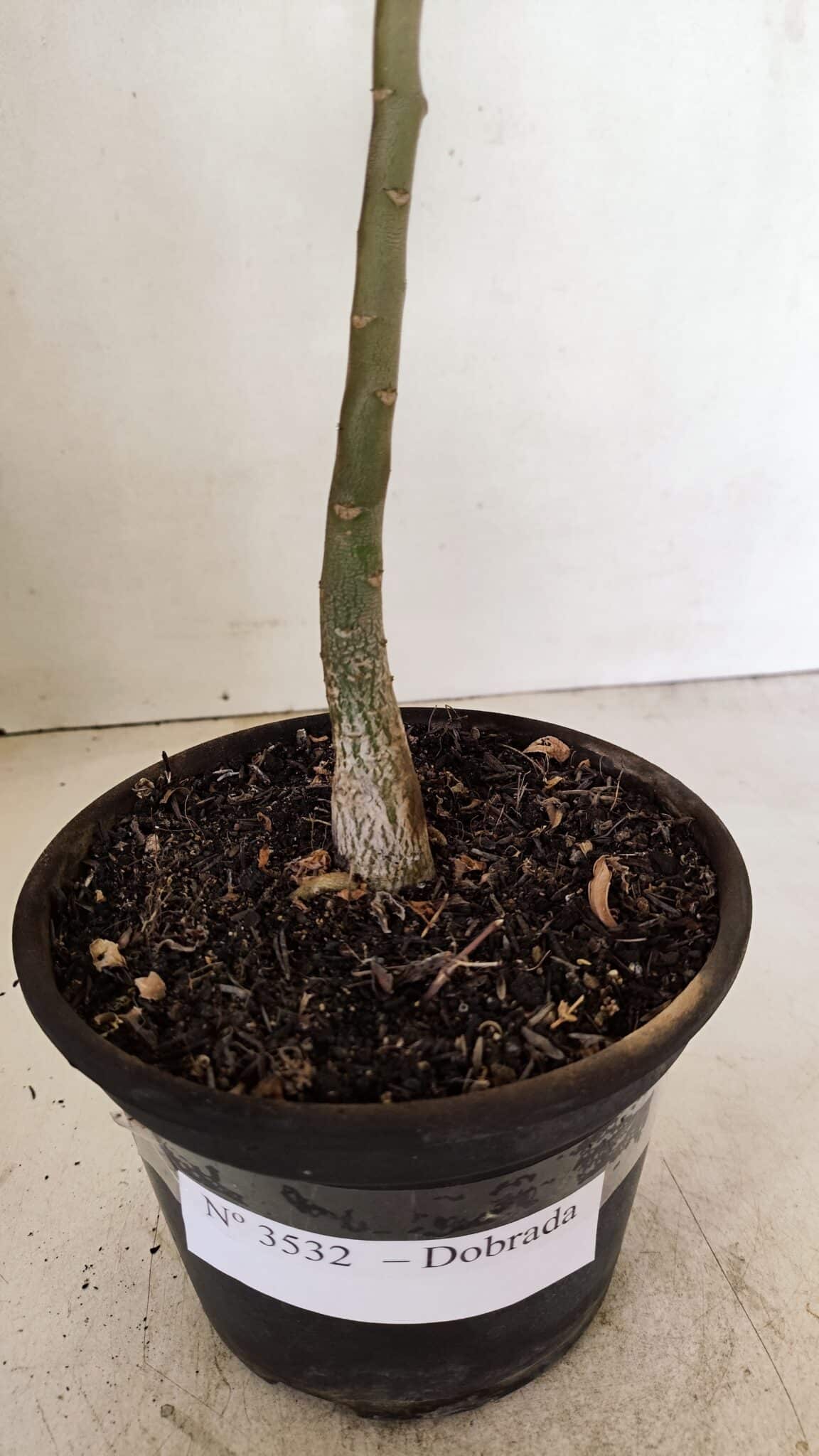 Planta Dobrada 3532 – 30cm – 02 anos - foto 6
