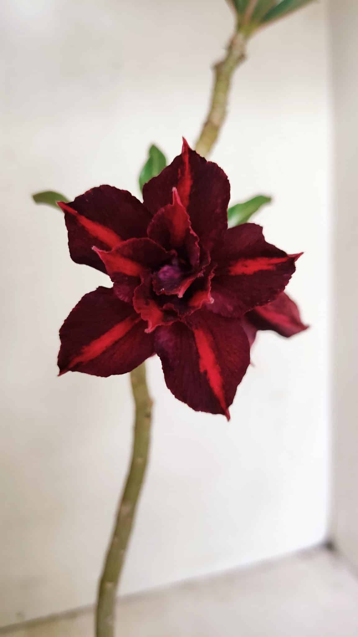 Planta Dobrada 3532 – 30cm – 02 anos - foto 5