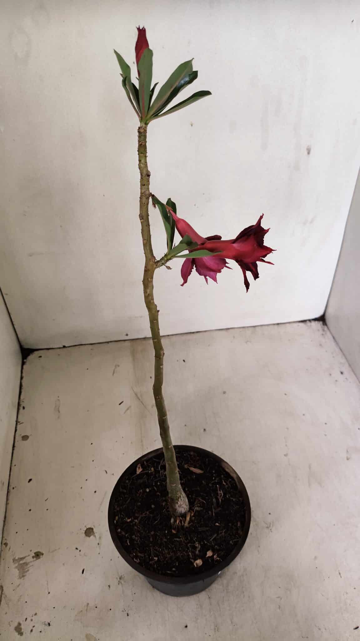 Planta Dobrada 3532 – 30cm – 02 anos - foto 4