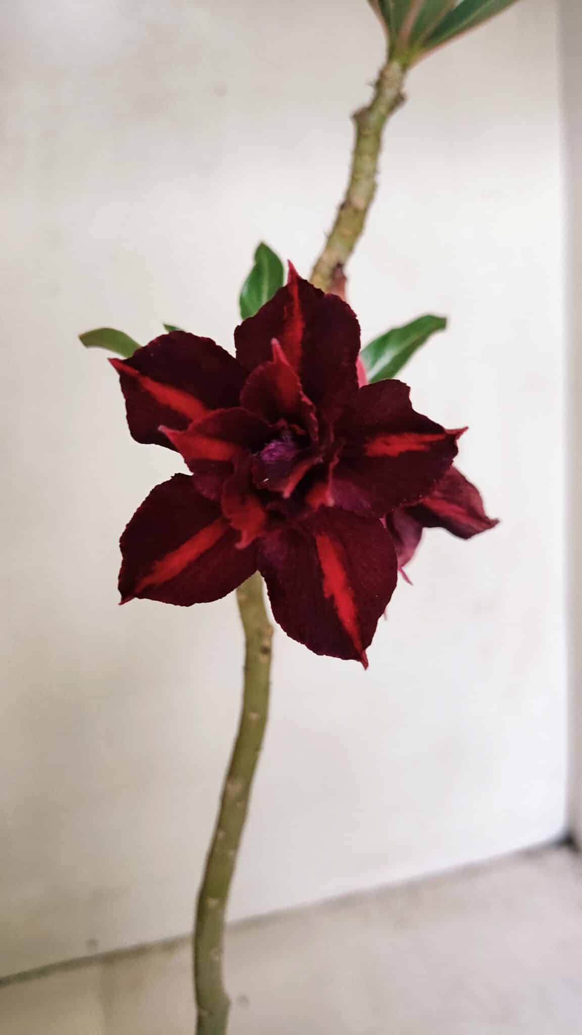 Planta Dobrada 3532 – 30cm – 02 anos - foto 3