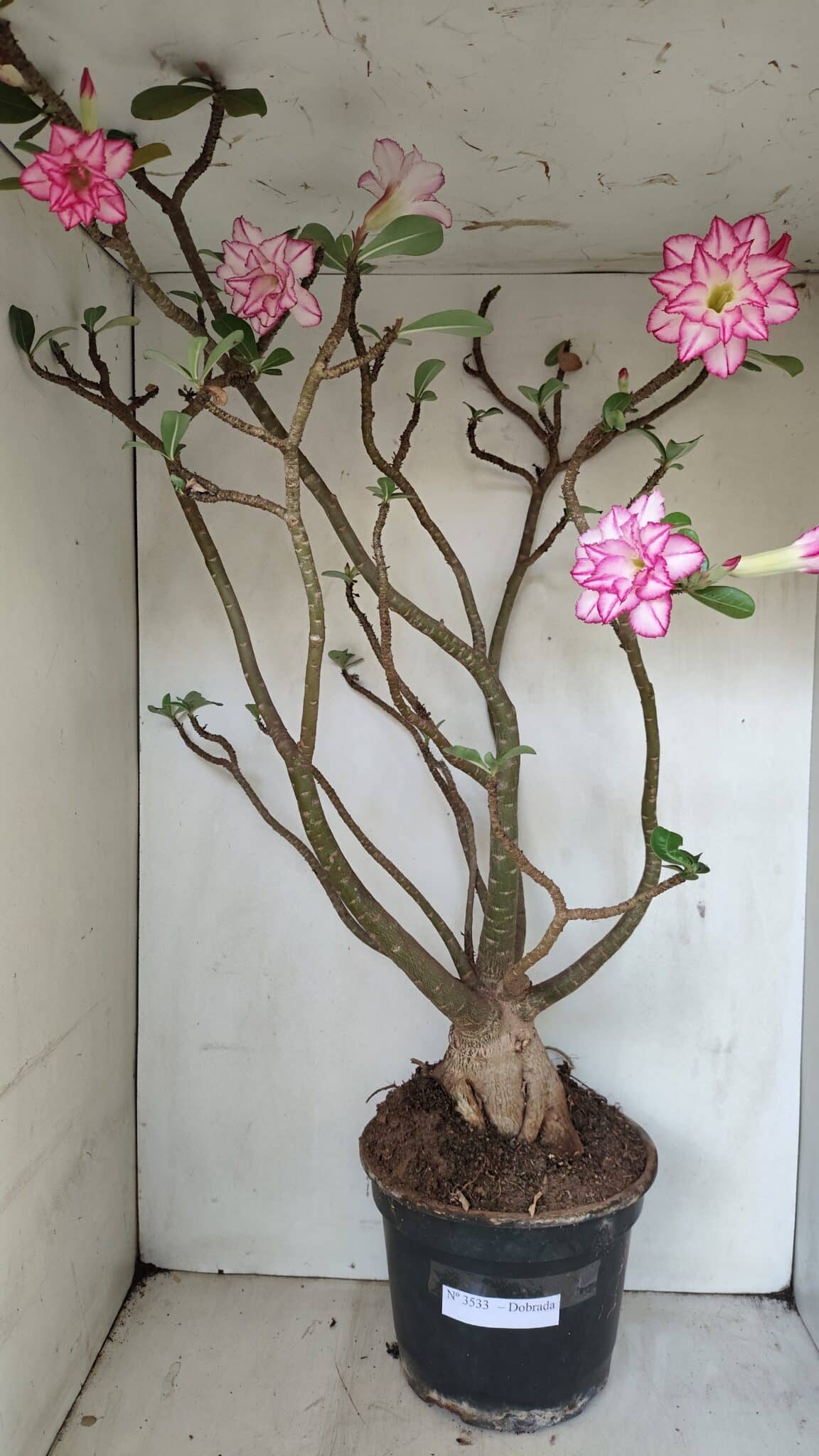 Planta Dobrada 3533 – 60cm – 05 anos - foto 2