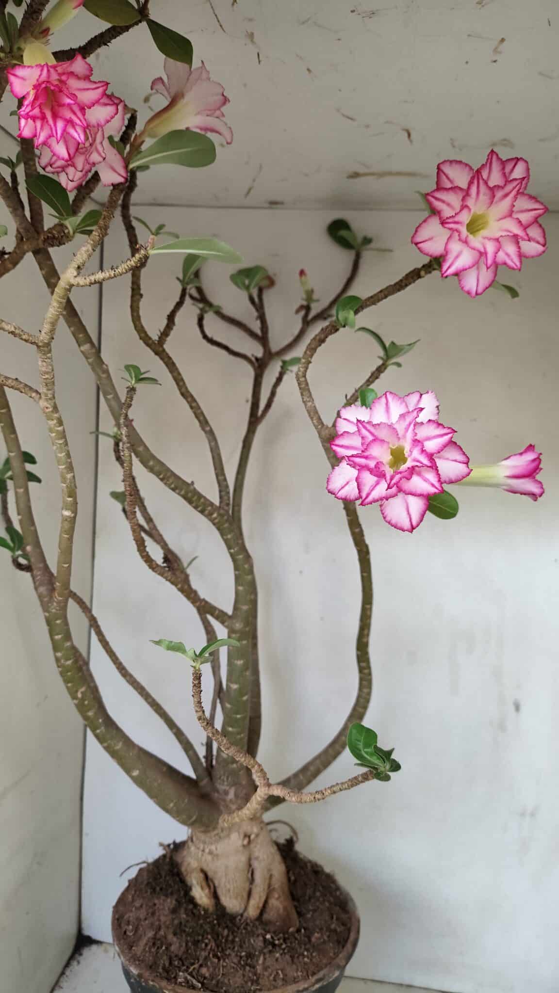 Planta Dobrada 3533 – 60cm – 05 anos - foto 6