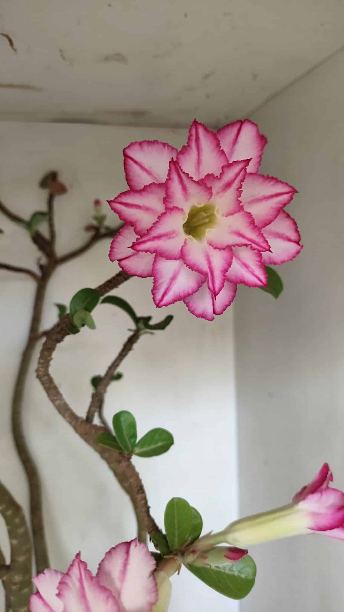 Planta Dobrada 3533 – 60cm – 05 anos - foto 4