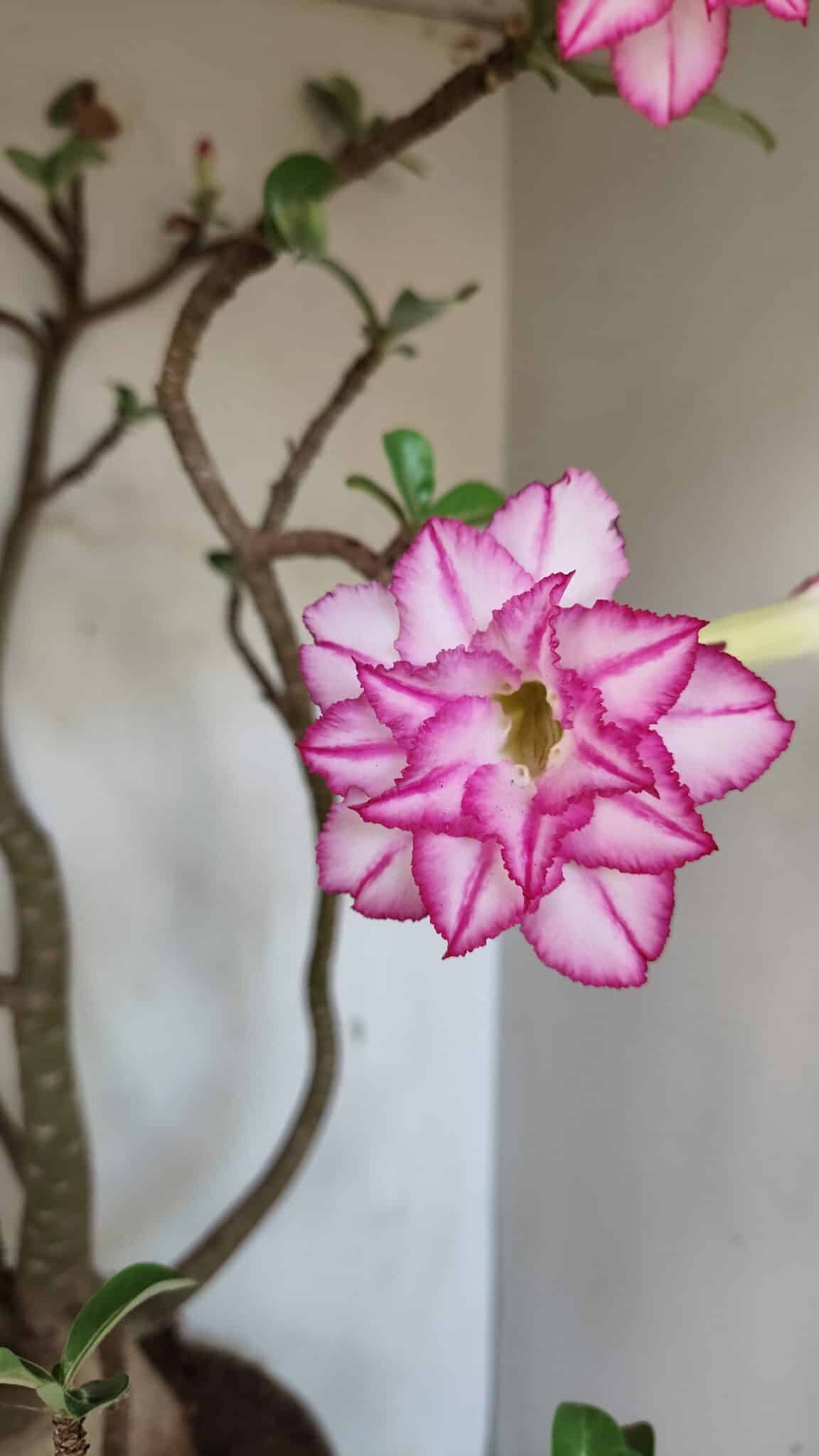 Planta Dobrada 3533 – 60cm – 05 anos - foto 3
