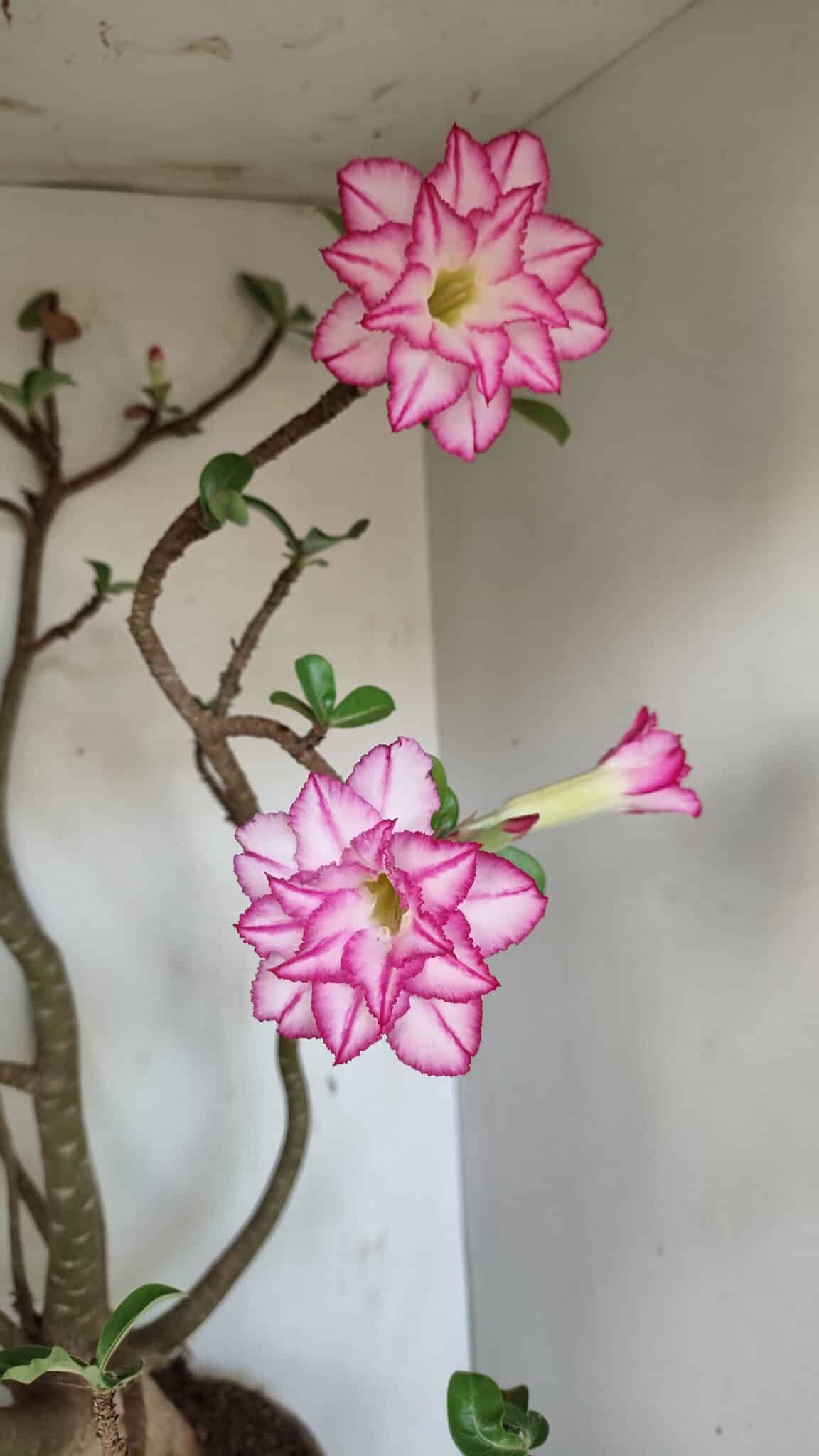 Planta Dobrada 3533 – 60cm – 05 anos - foto 5