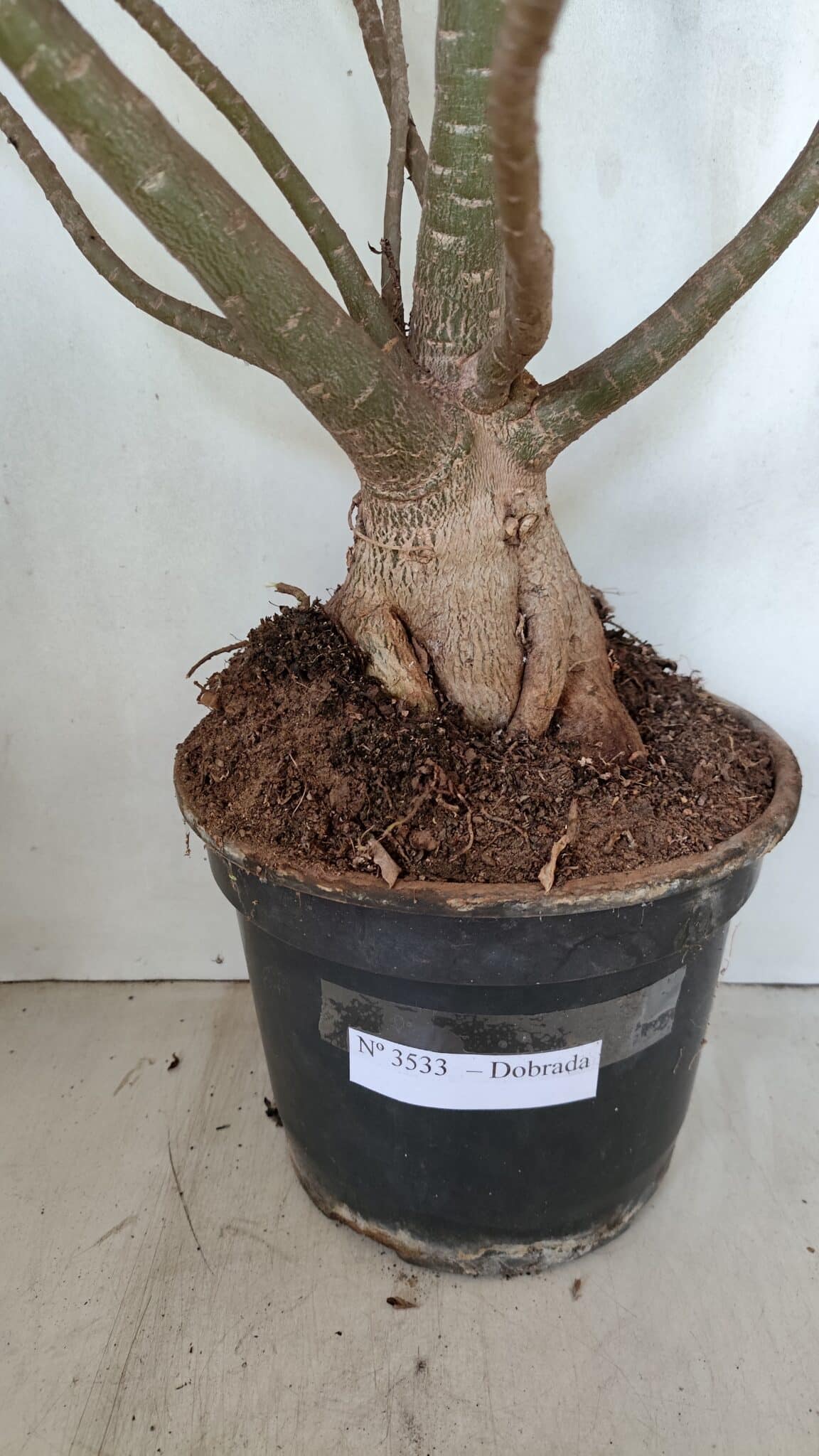 Planta Dobrada 3533 – 60cm – 05 anos - foto 11