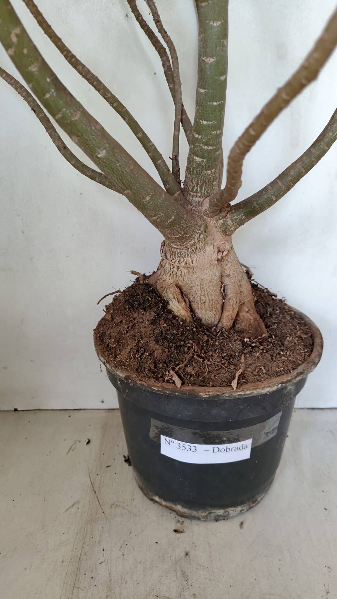 Planta Dobrada 3533 – 60cm – 05 anos - foto 10