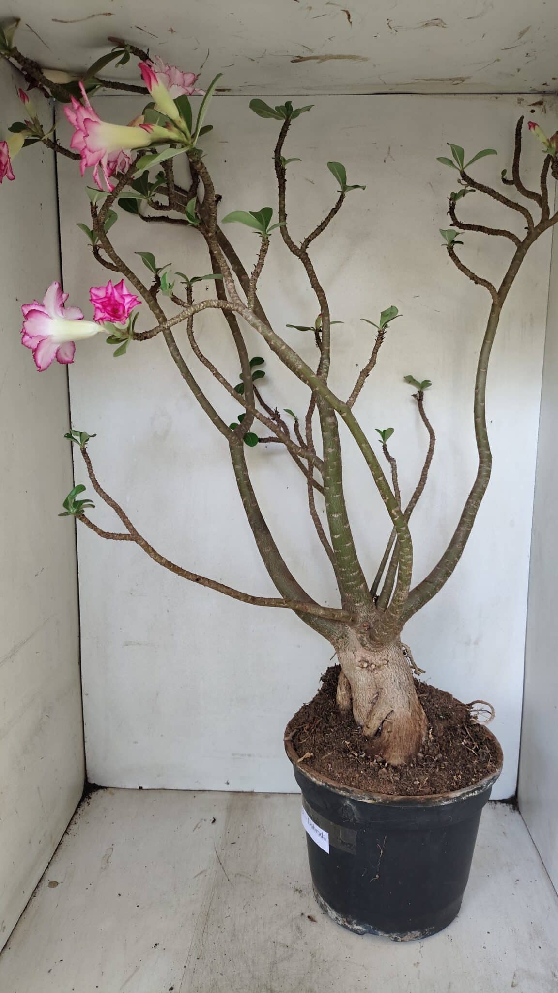 Planta Dobrada 3533 – 60cm – 05 anos - foto 9