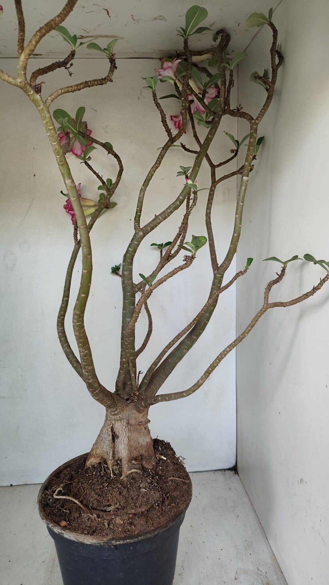Planta Dobrada 3533 – 60cm – 05 anos - foto 8