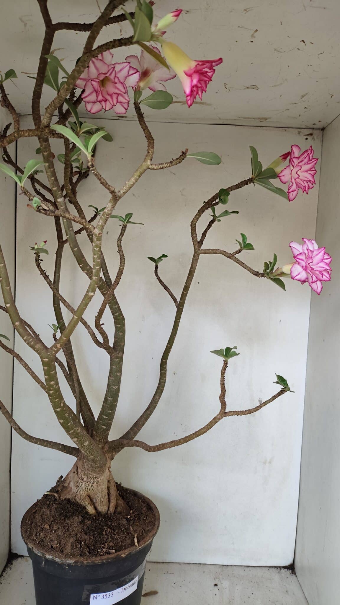 Planta Dobrada 3533 – 60cm – 05 anos - foto 7